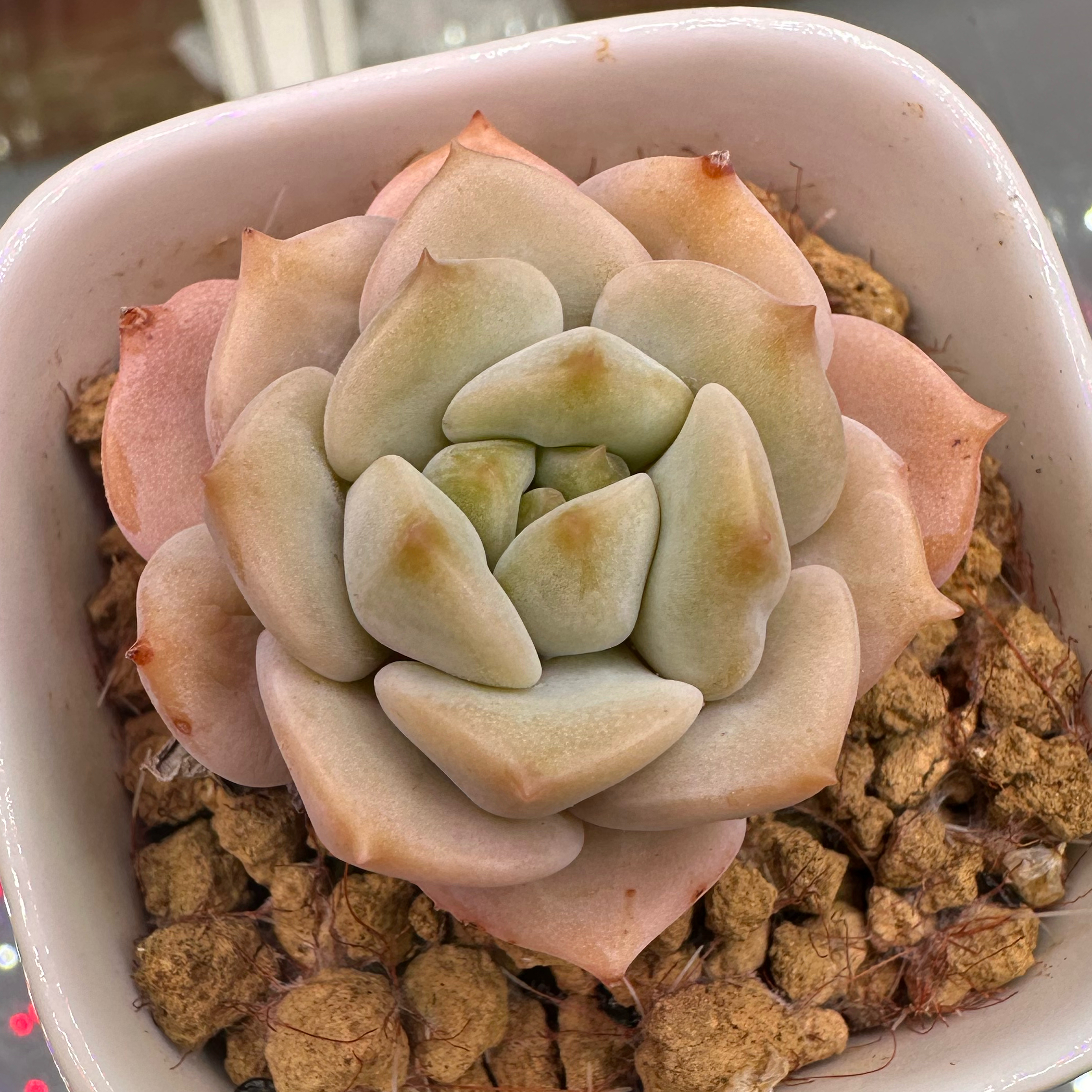 Photo of the plant species Cream Puff by @sun.succa named Choux Cream on Greg, the plant care app