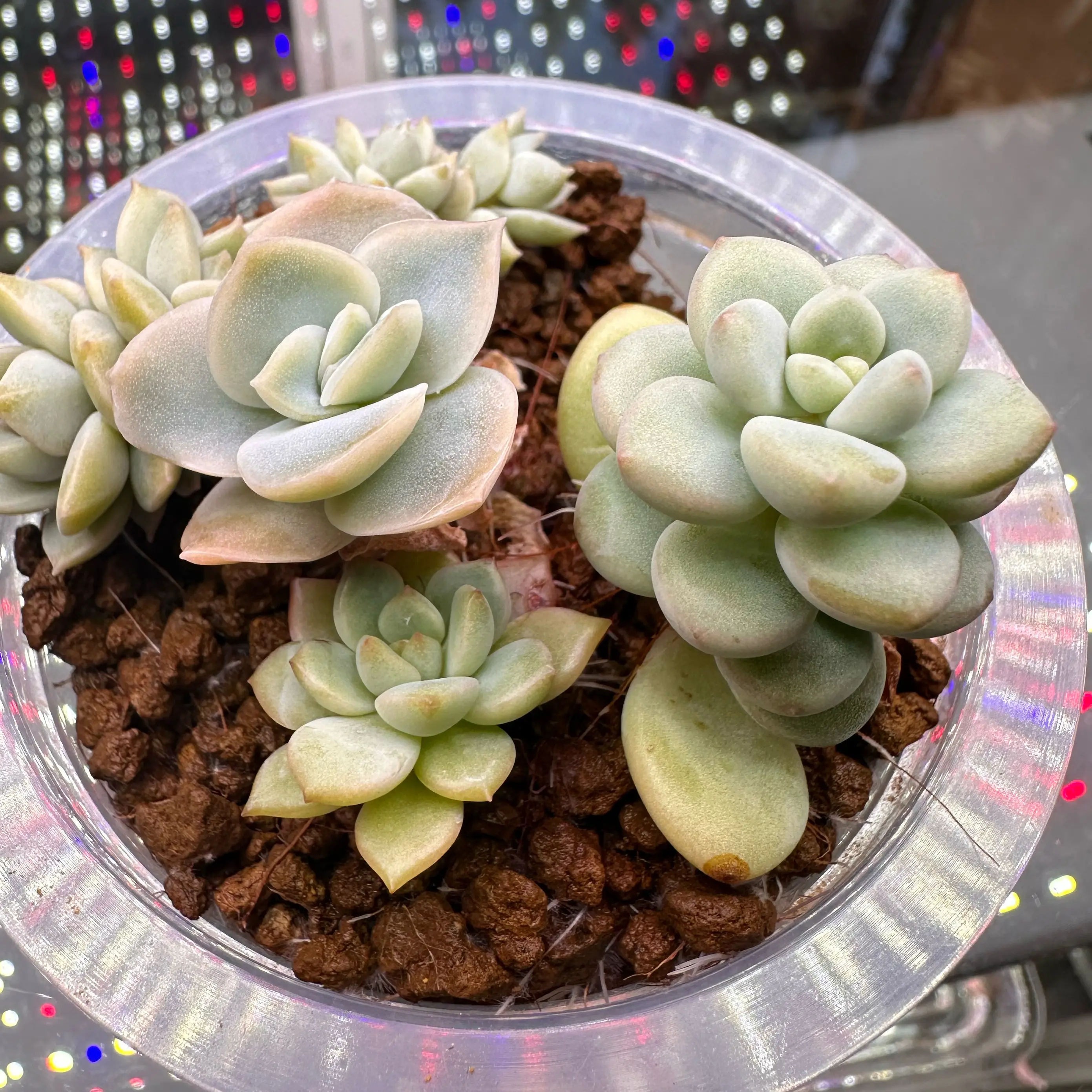 Photo of the plant species Bubble Candy by @sun.succa named Bubble Candy on Greg, the plant care app