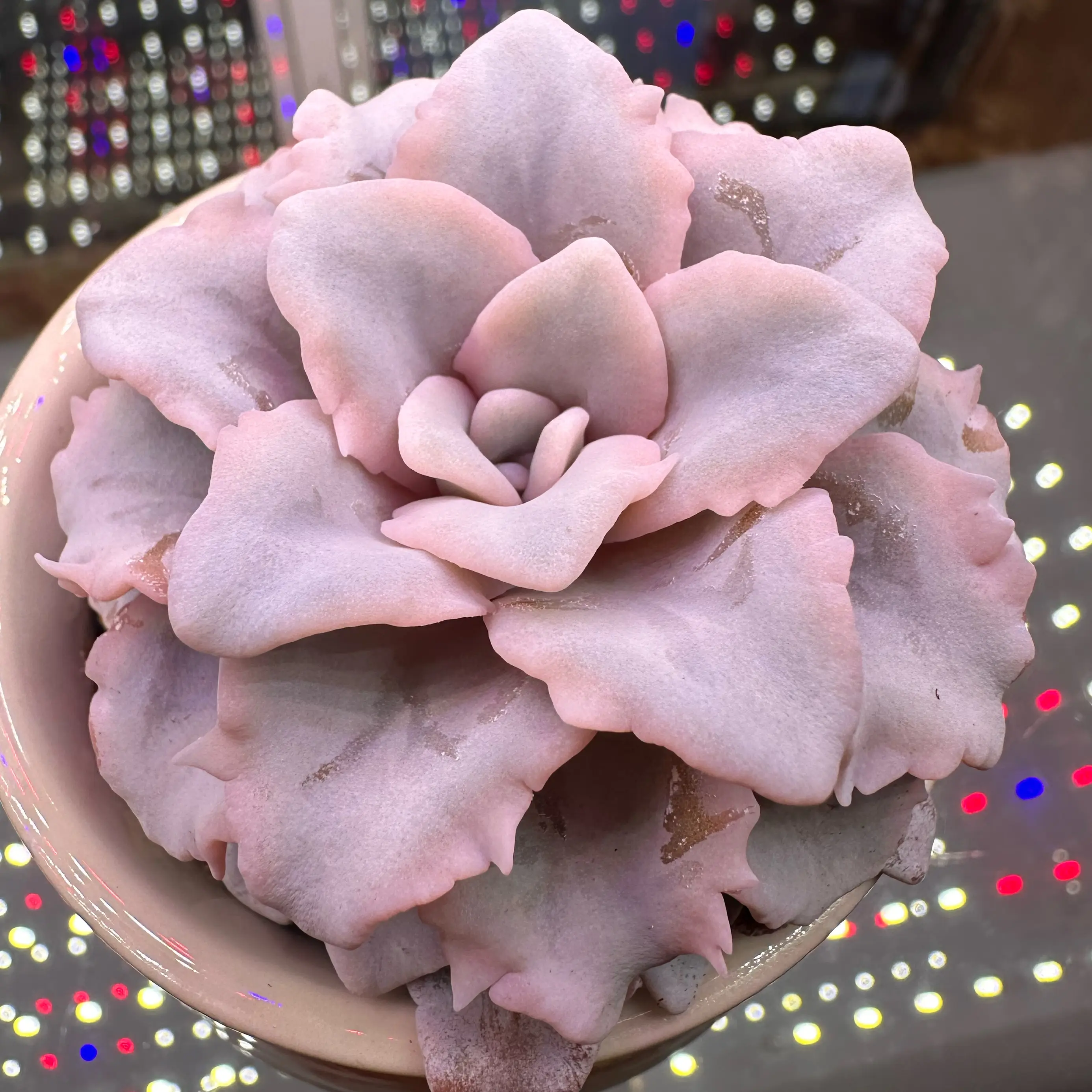 Photo of the plant species Echeveria Crispate Beauty by @sun.succa named Crispate Beauty on Greg, the plant care app