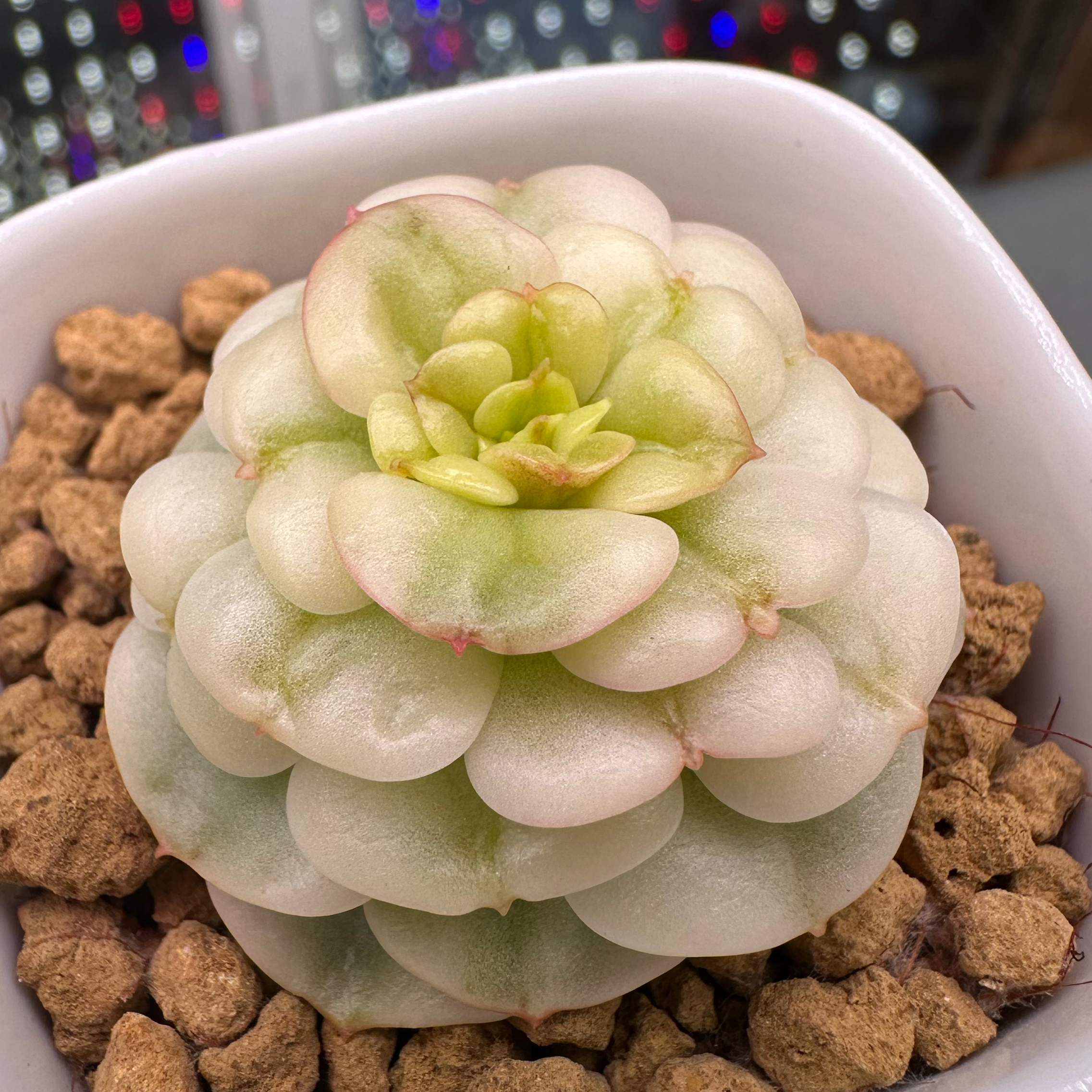 Photo of the plant species Rolly Variegata by @sun.succa named Rolly Var on Greg, the plant care app