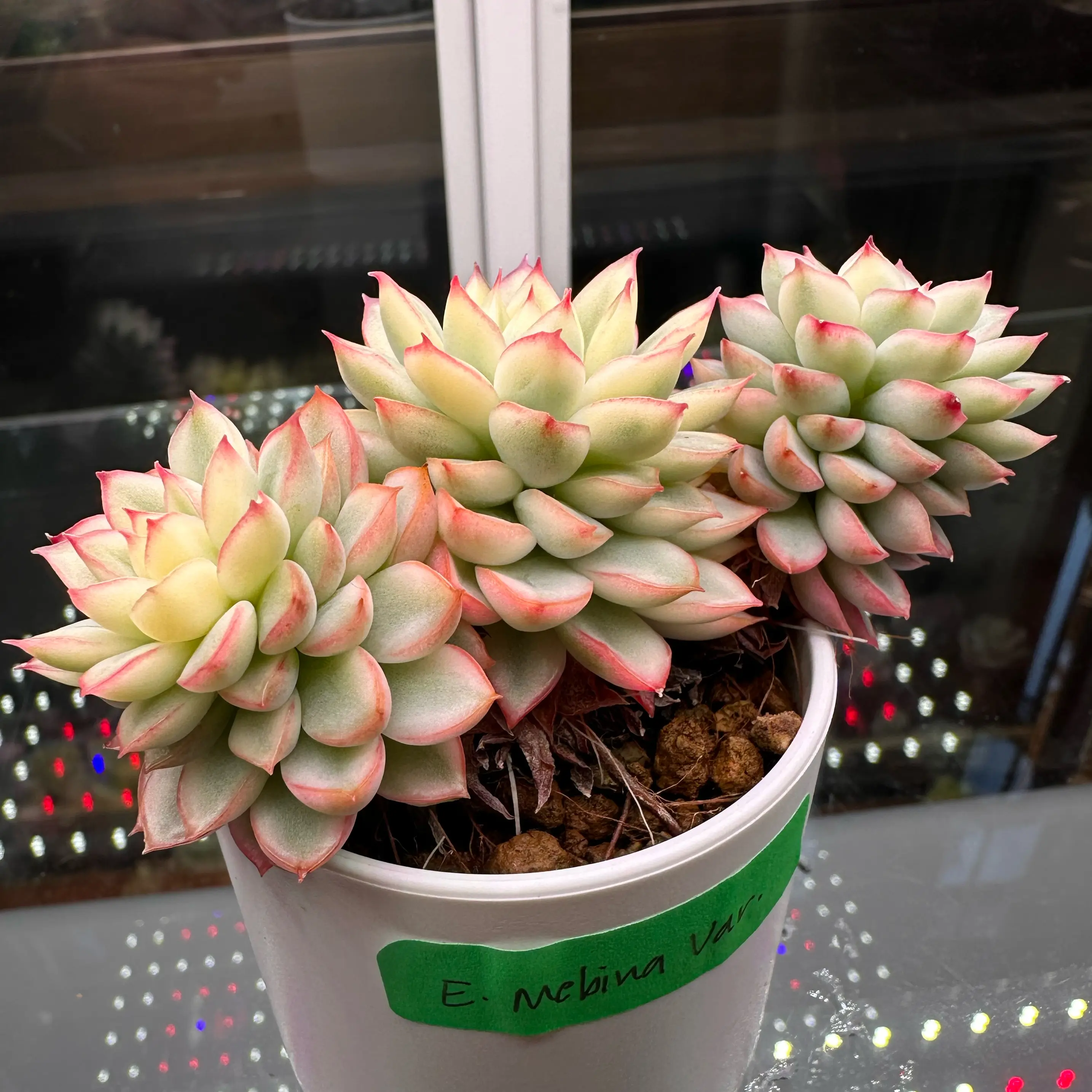 Photo of the plant species Red Edge Echevaria by @sun.succa named Mebina Var on Greg, the plant care app