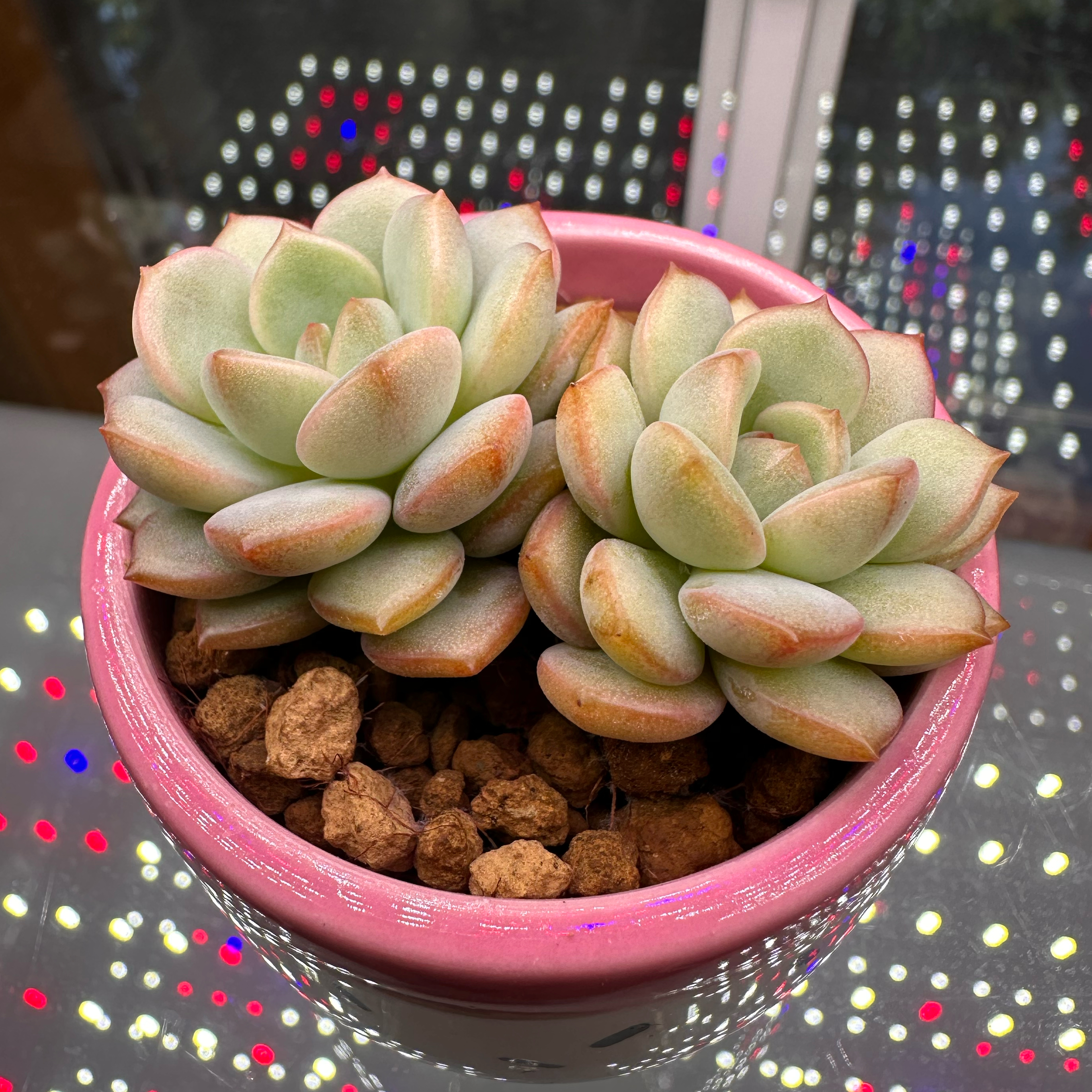 Photo of the plant species Sedeveria 'Pudgy' by @sun.succa named Pudgy Baby 2 on Greg, the plant care app