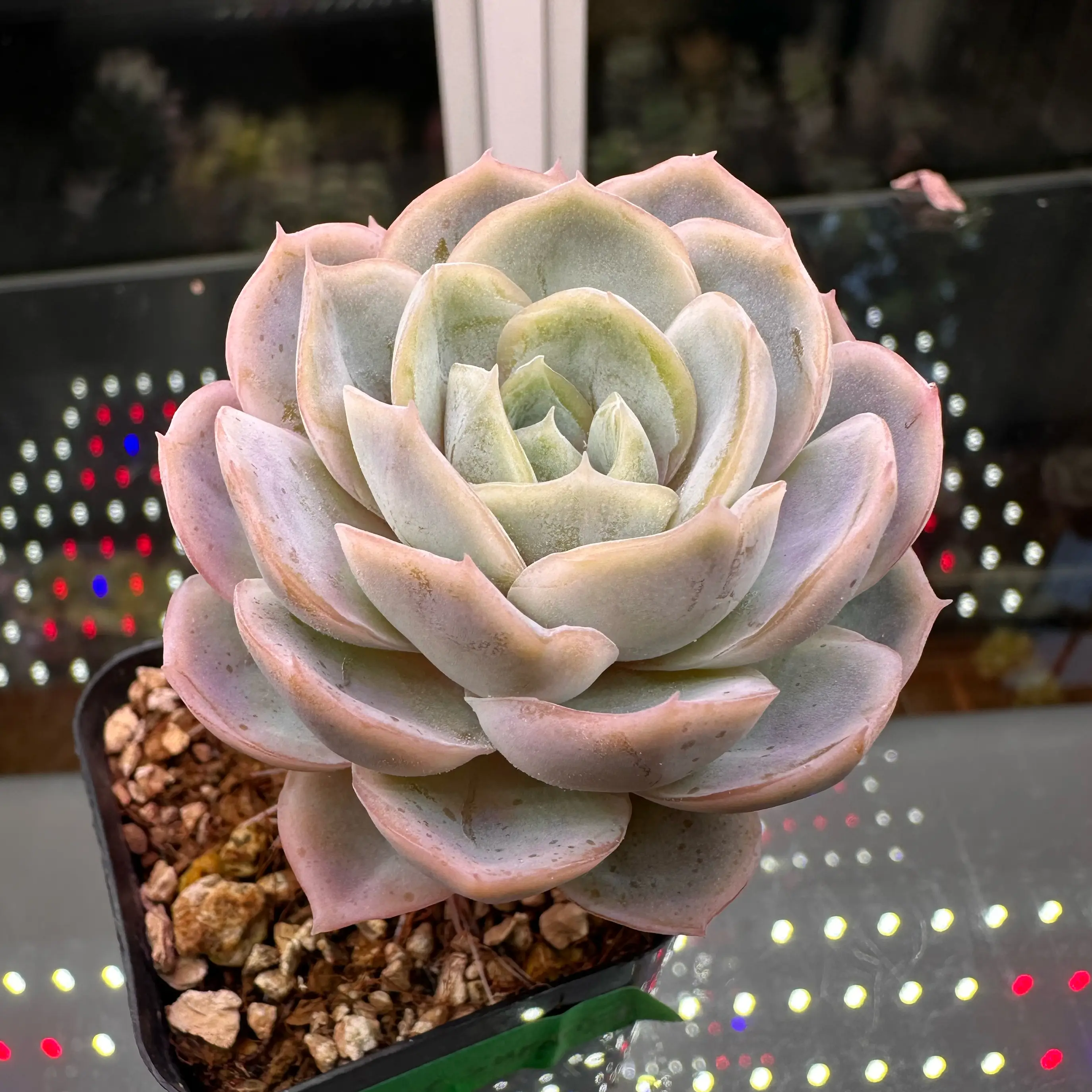 Photo of the plant species Echeveria 'Blue Surprise' by @sun.succa named Blue Surprise on Greg, the plant care app