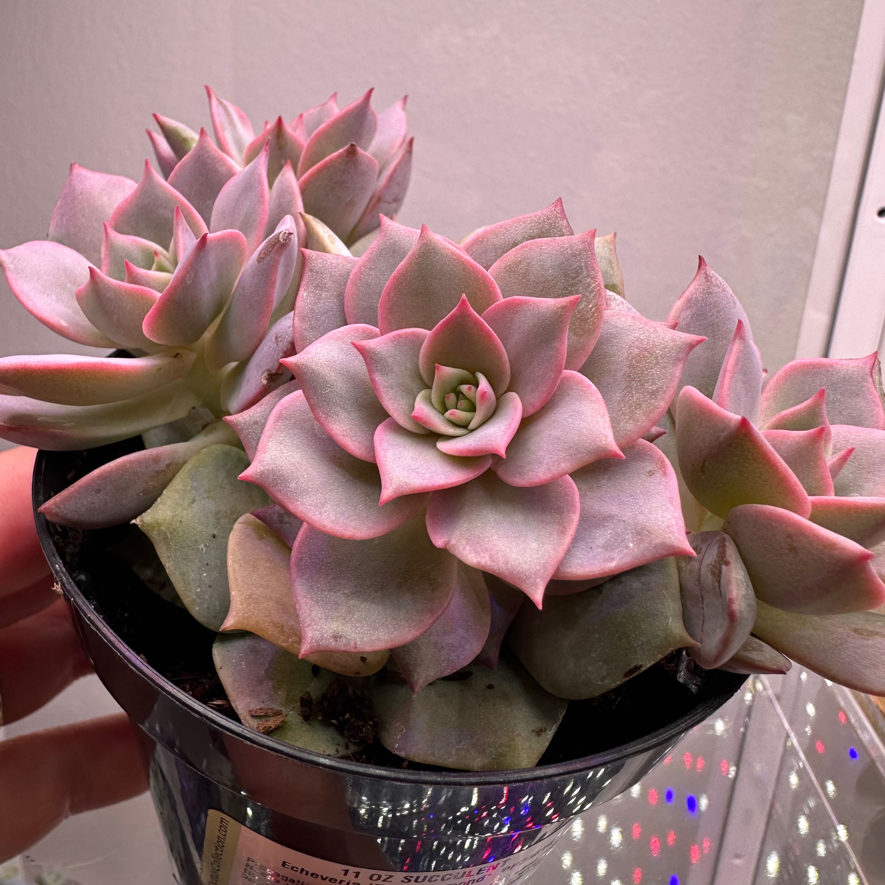 Echeveria 'Pink Diamond' uploaded to the Greg plant app by @sun.succa