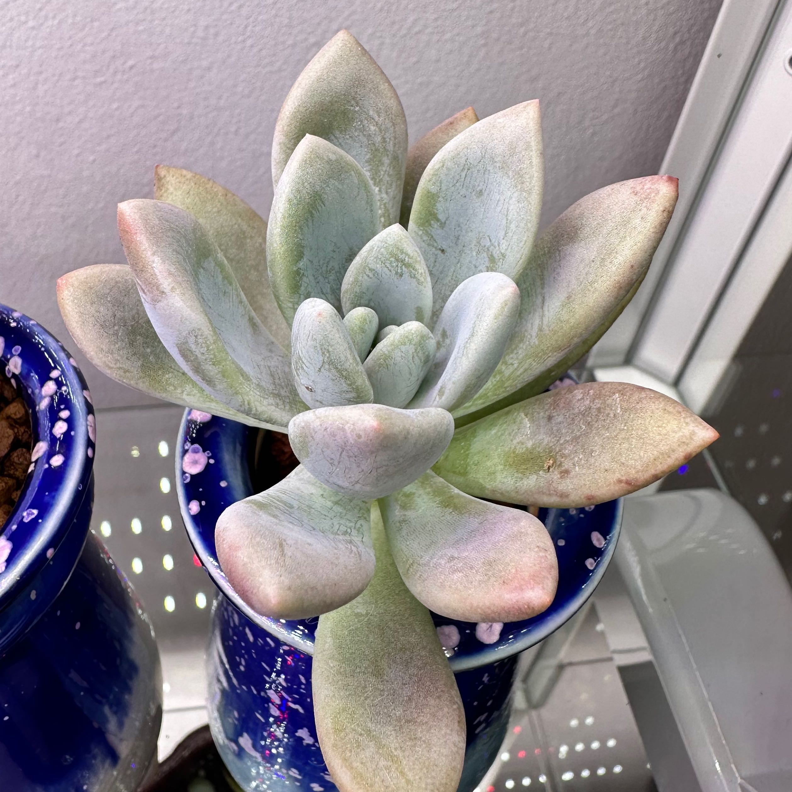 Photo of the plant species Graptoveria 'Opalina' by @sun.succa named Sol on Greg, the plant care app