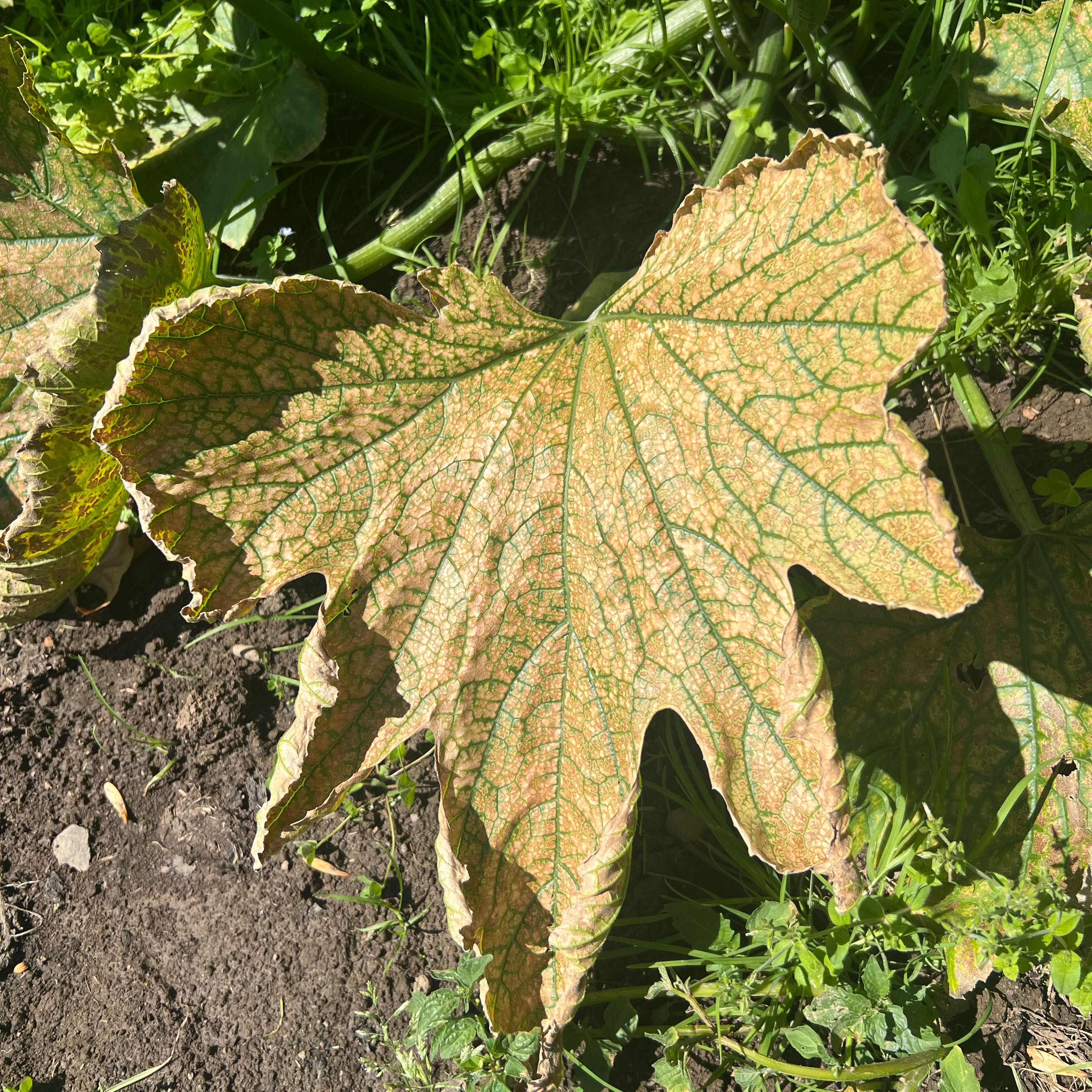 Photo of the plant species Indian Rhubarb by @LegendaryDodder named Elina on Greg, the plant care app
