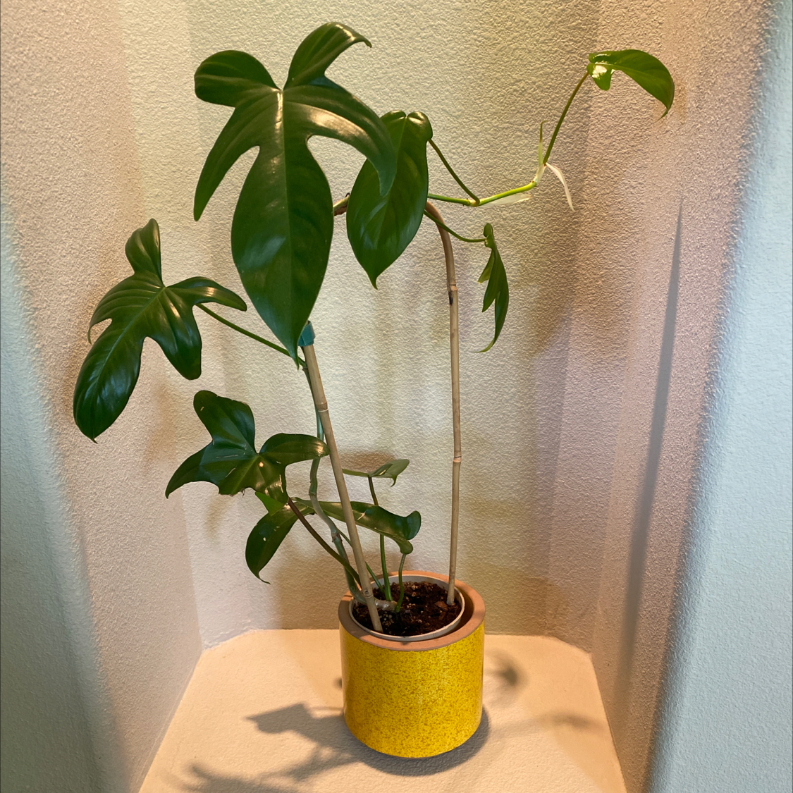 Philodendron 'Florida Beauty' plant in a yellow pot with healthy green leaves.