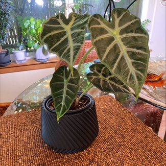 Alocasia 'Mandalay' plant in Olympia, Washington