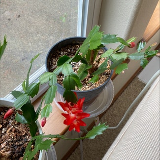 False Christmas Cactus plant in Olympia, Washington