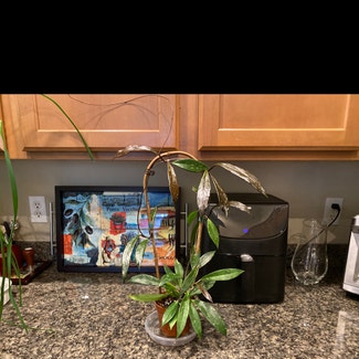 Hoya Pubicalyx plant in Olympia, Washington