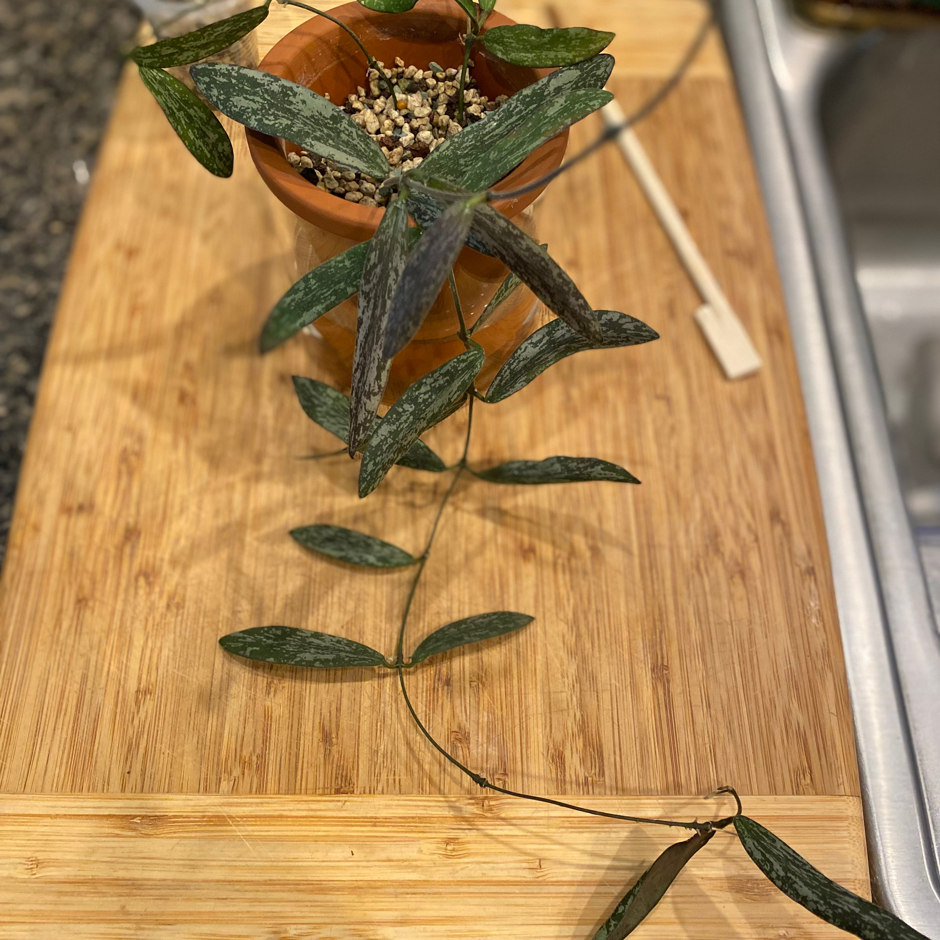Hoya Sigillatis plant in a small pot on a wooden surface with elongated, speckled leaves.