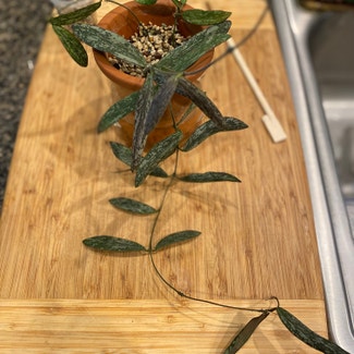 hoya sigillatis plant in Olympia, Washington