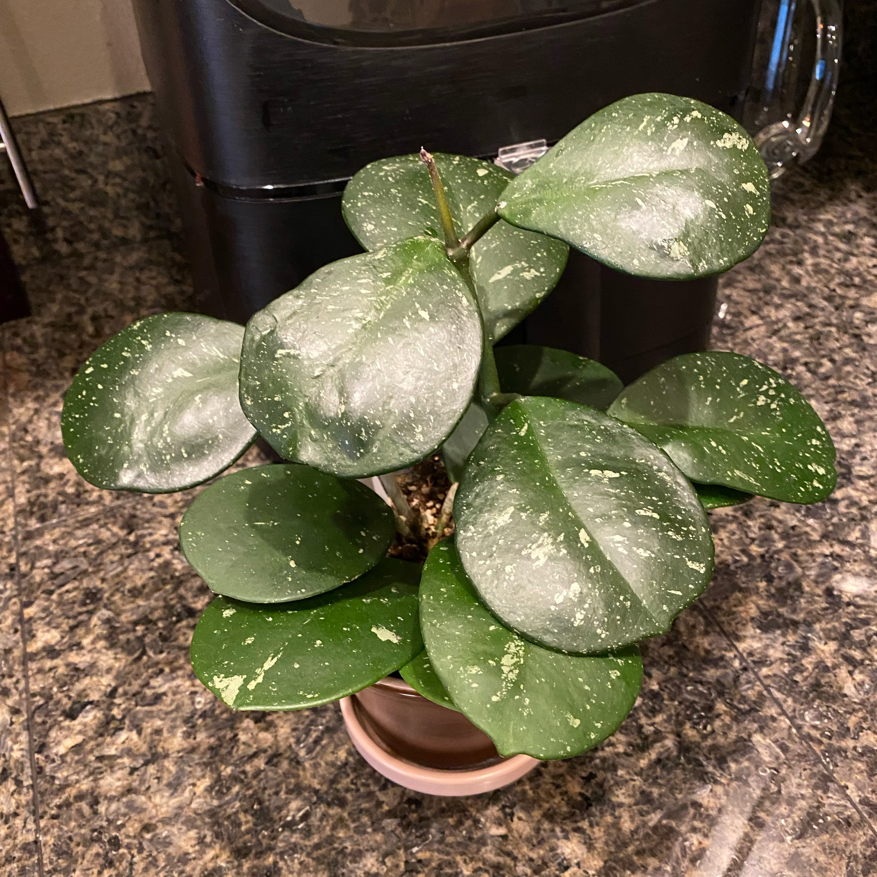 Healthy Splash Hoya Obovata plant with round, green leaves featuring white speckles.