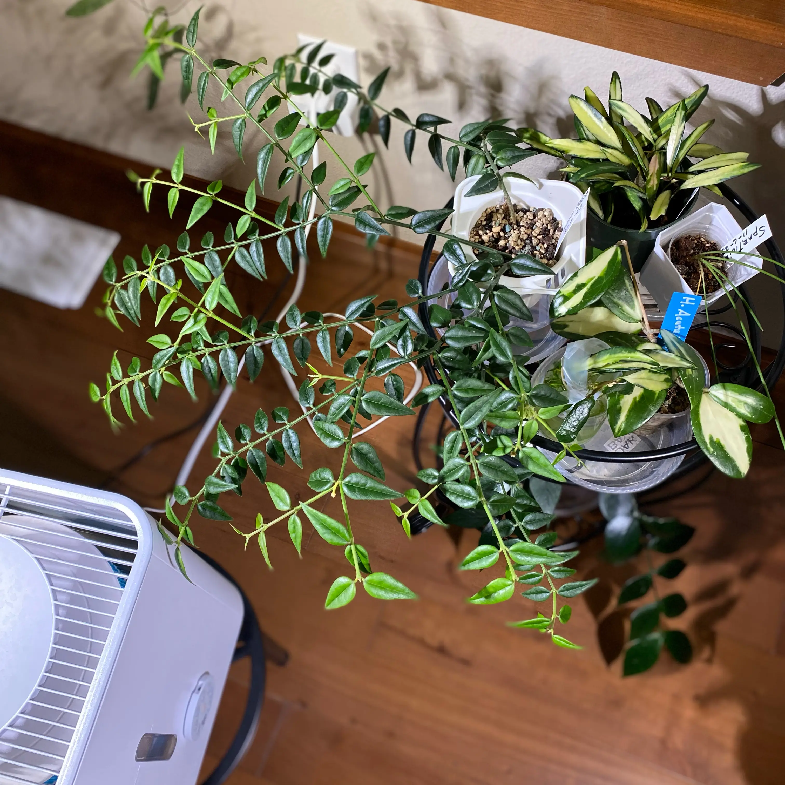 Hoya Bella plant with other plants in a well-lit indoor setting. Soil visible in some pots.