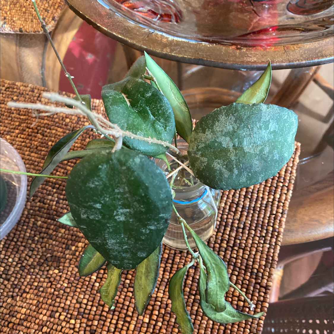 Hoya caudata Sumatra plant with white powdery substance and browning leaves.