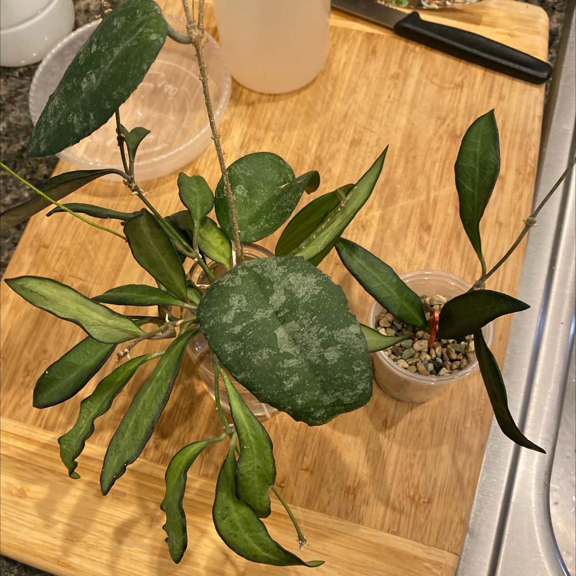 Hoya 'Rosita' plant with some leaf discoloration, visible soil, and no flowers.