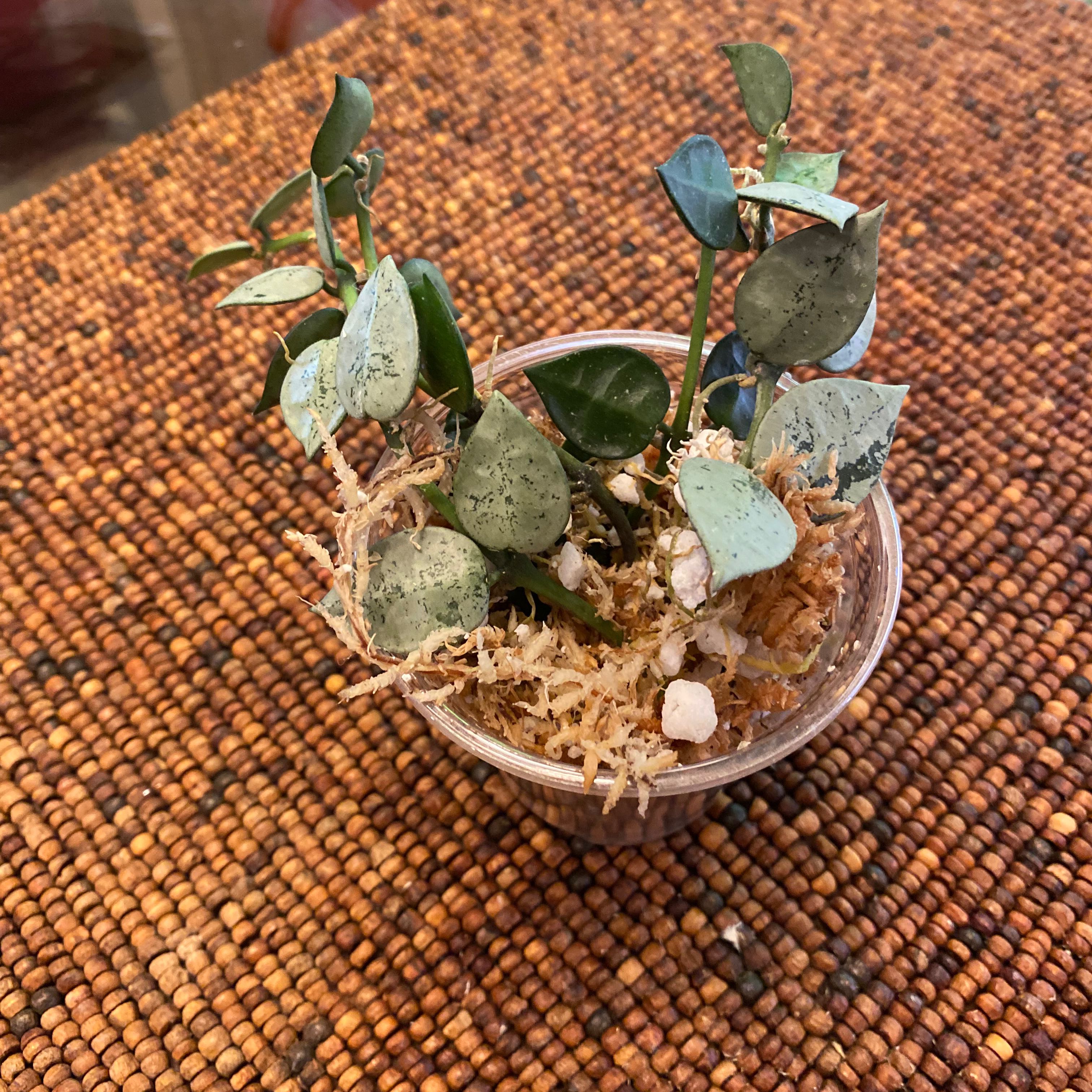 Hoya krohniana plant in a clear plastic pot with variegated leaves and some black spots.