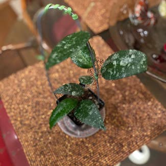 Hoya caudata Sumatra plant in Olympia, Washington