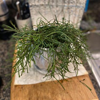 Grass-leaved Hoya plant in Olympia, Washington