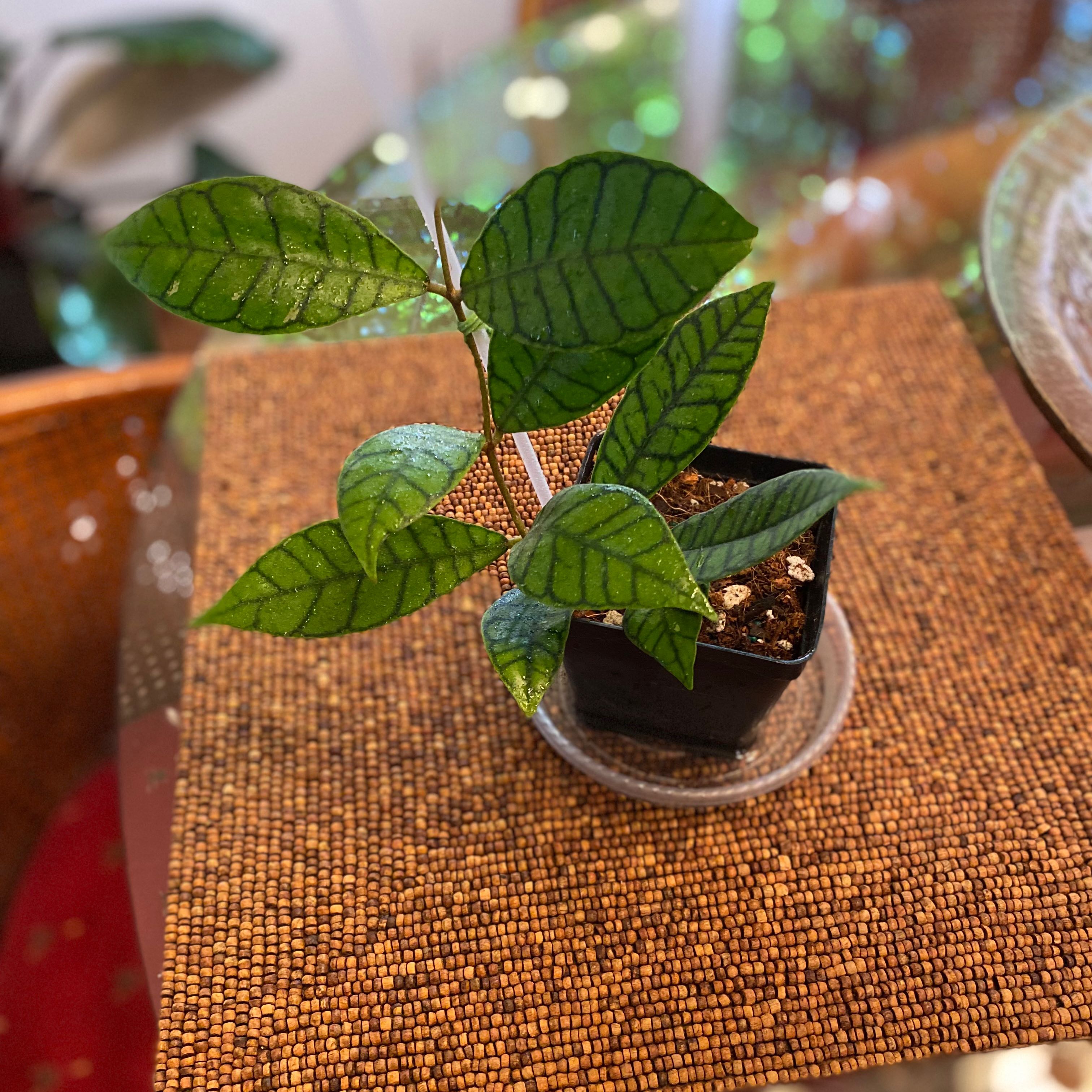 A healthy Stiff Leafed Hoya plant in a small pot with visible soil.
