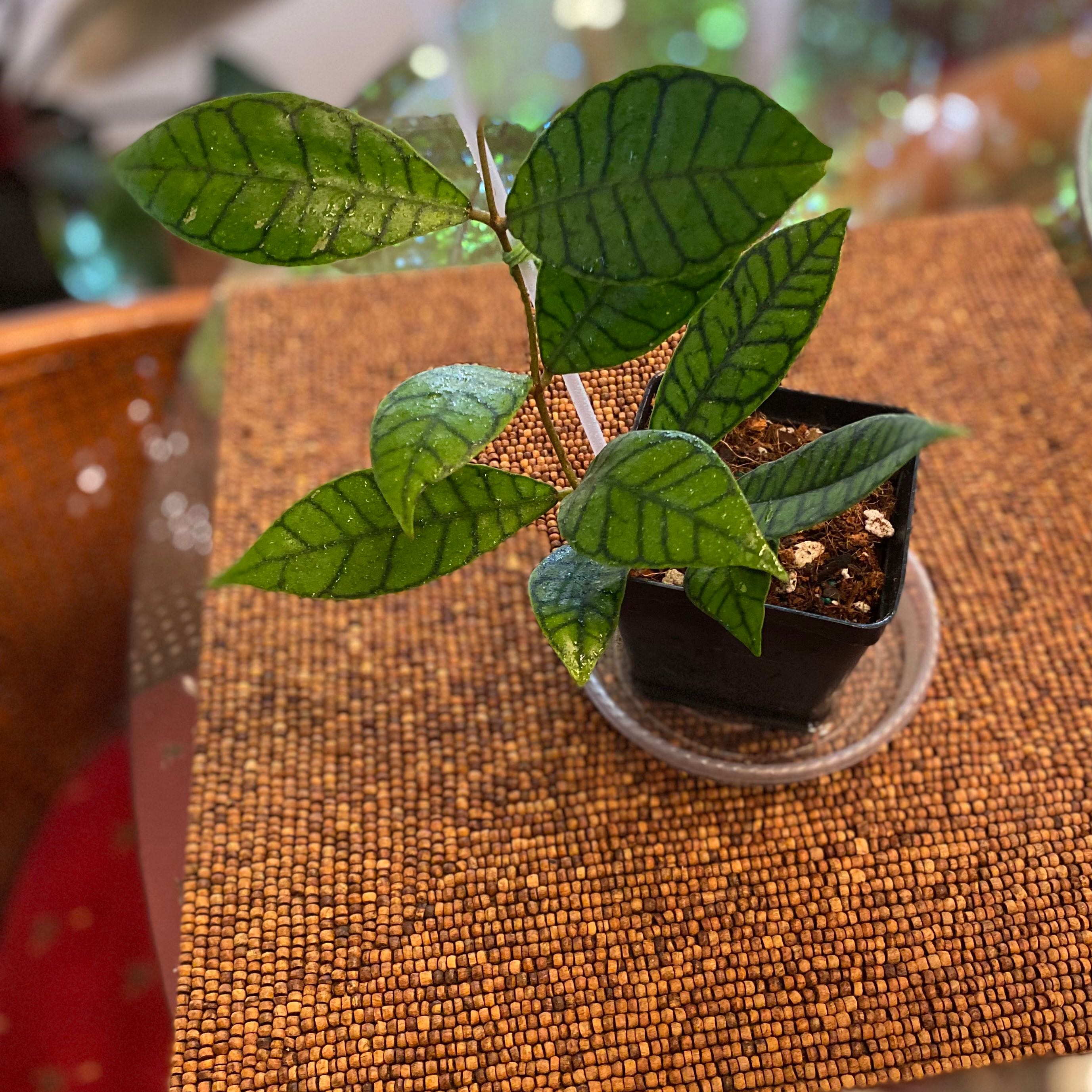 Potted Stiff Leafed Hoya plant with green leaves and prominent dark veins.