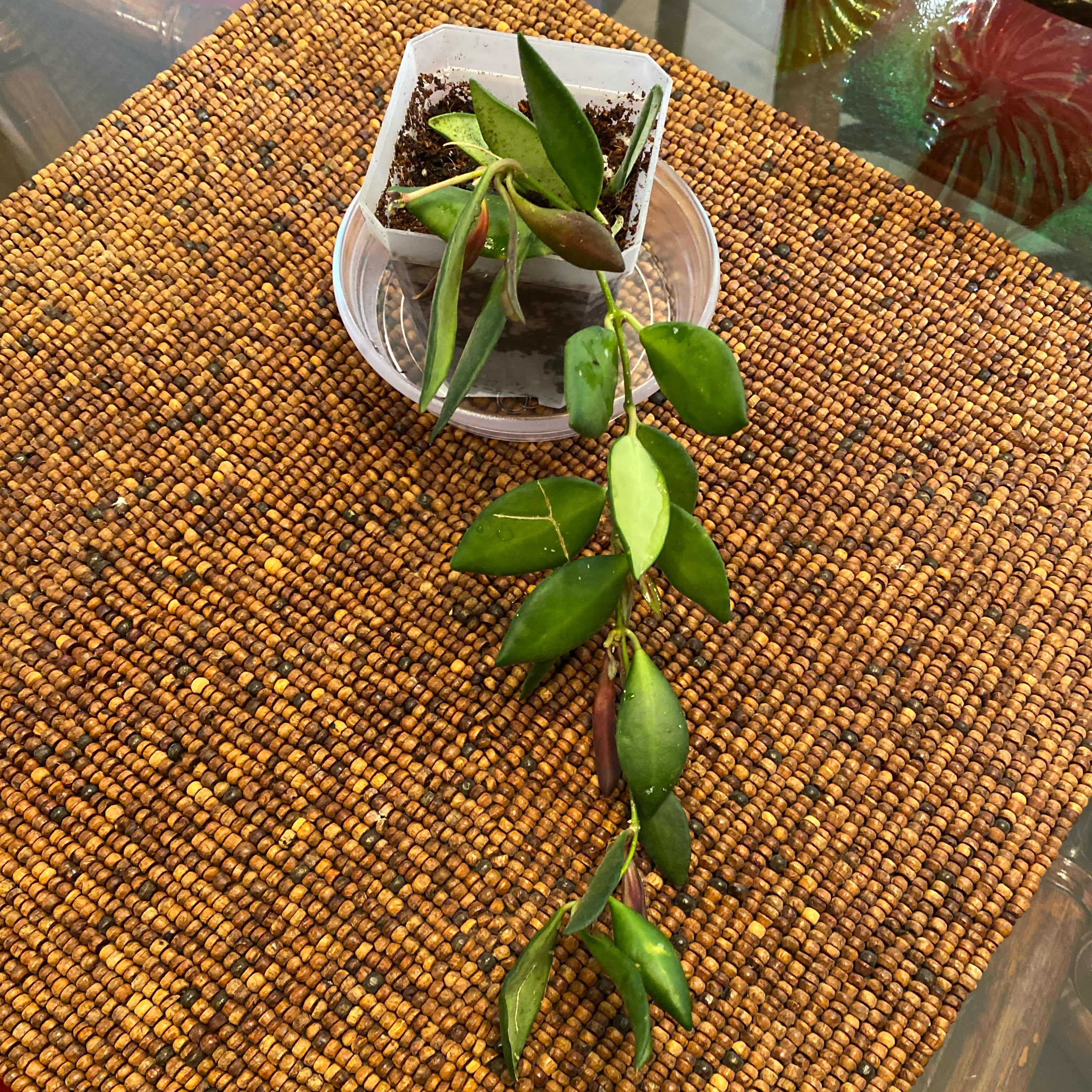 Photo of the plant species Hoya sp. aff. burtoniae by @WTHoya named Sp aff Burtoniae on Greg, the plant care app