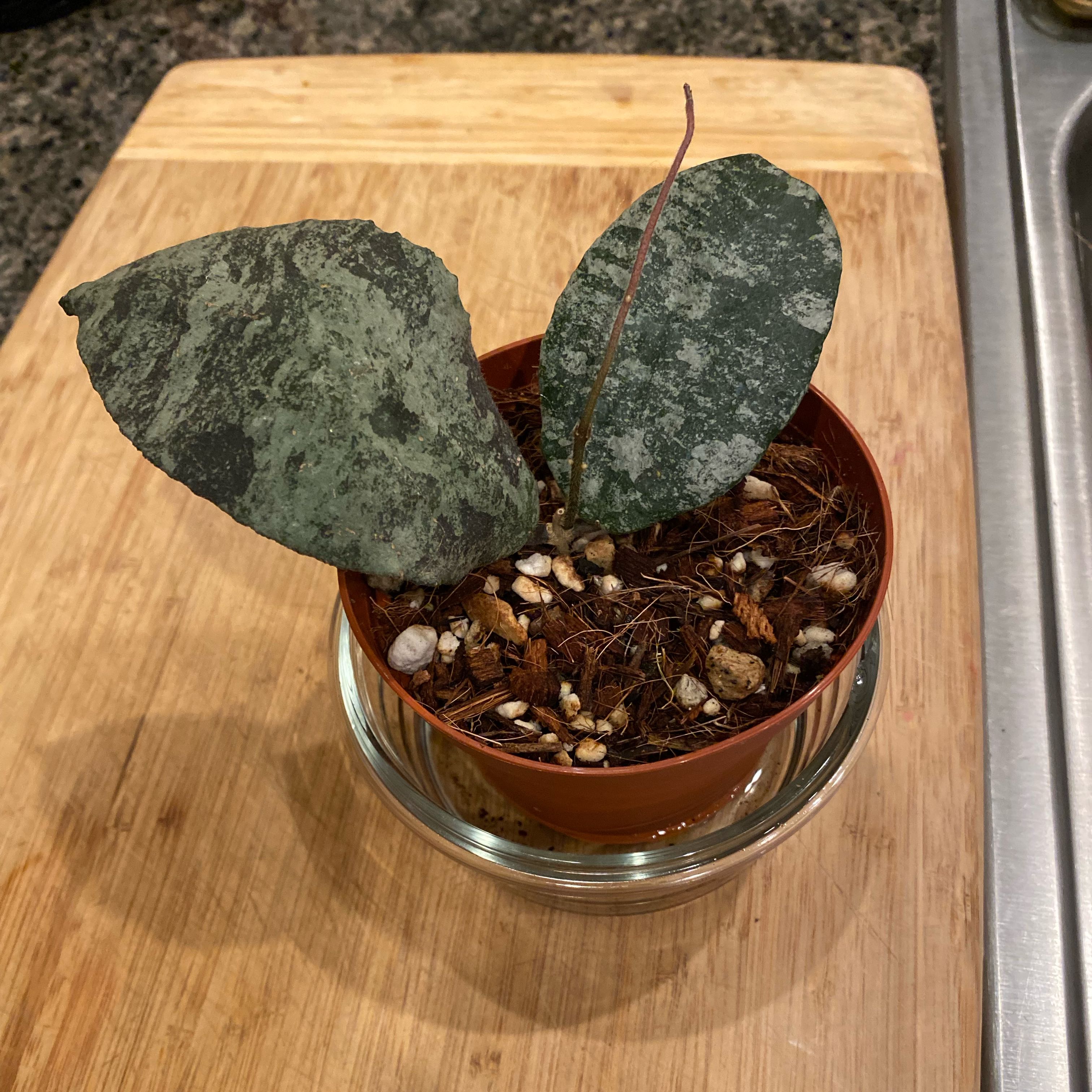 Hoya caudata Sumatra plant in a small pot with two large mottled green leaves.
