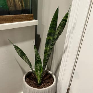 Snake Plant plant in Madison, Indiana
