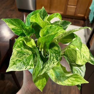 Marble Queen Pothos plant in Madison, Indiana