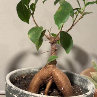Ficus Ginseng plant in Madison, Indiana