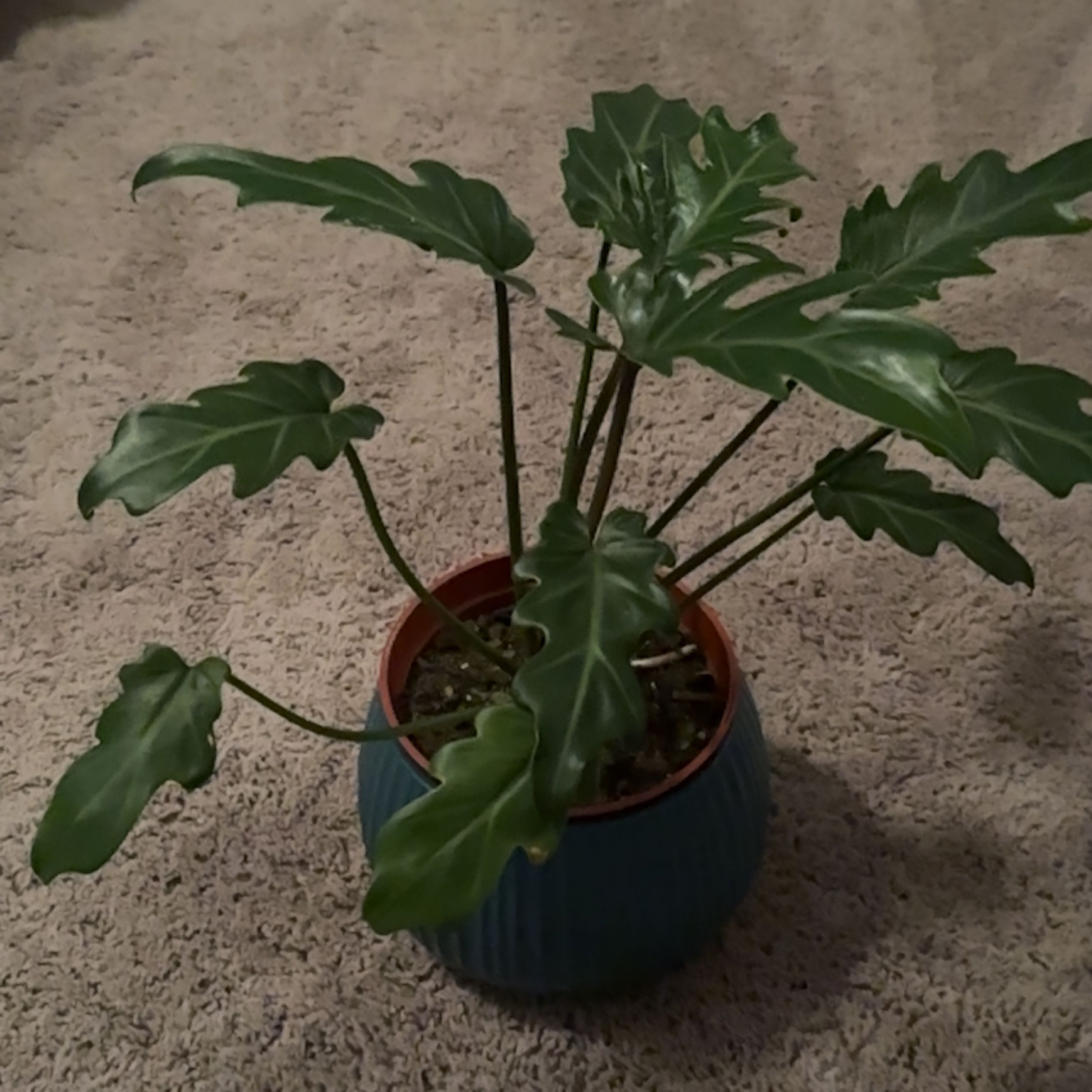 Photo of the plant species Philodendron Deja Vu by @HighWildtea named Coco on Greg, the plant care app