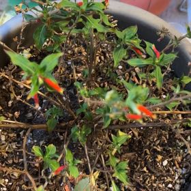 Photo of the plant species Vermillionaire® Firecracker Plant by @FancyLacealoe named Bodhi on Greg, the plant care app
