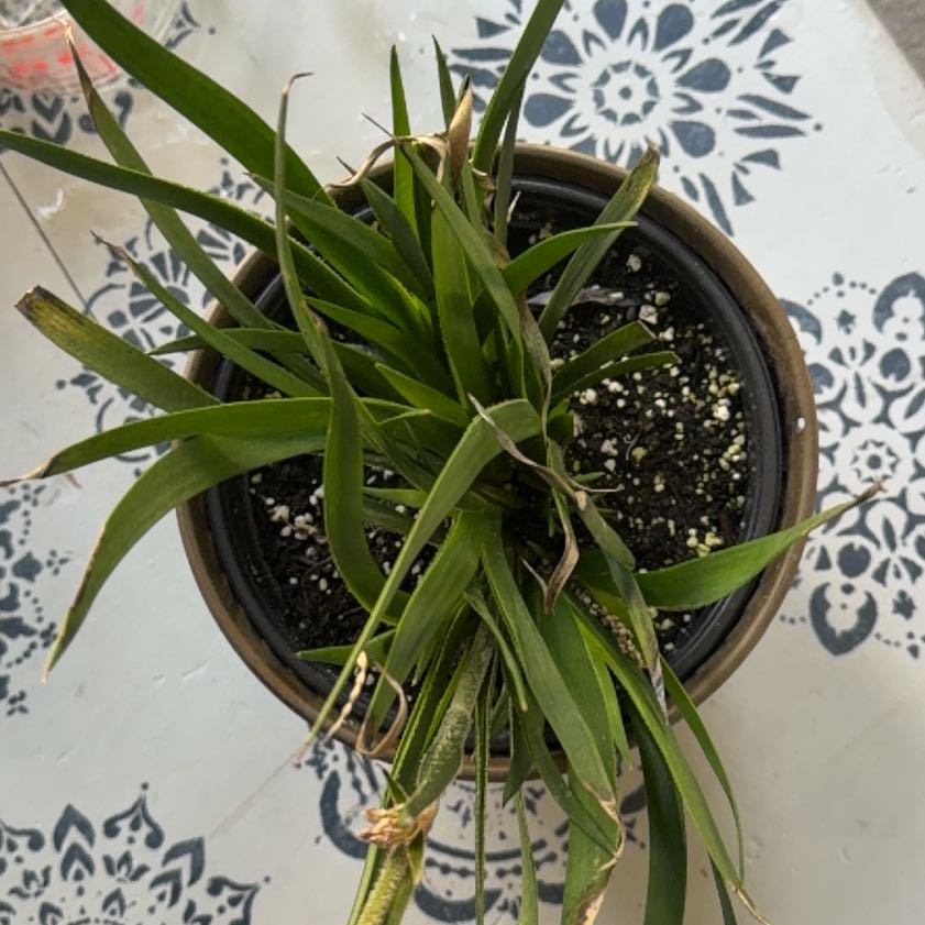 Photo of the plant species Kangaroo Paw by @FancyLacealoe named Orlando Bloom on Greg, the plant care app