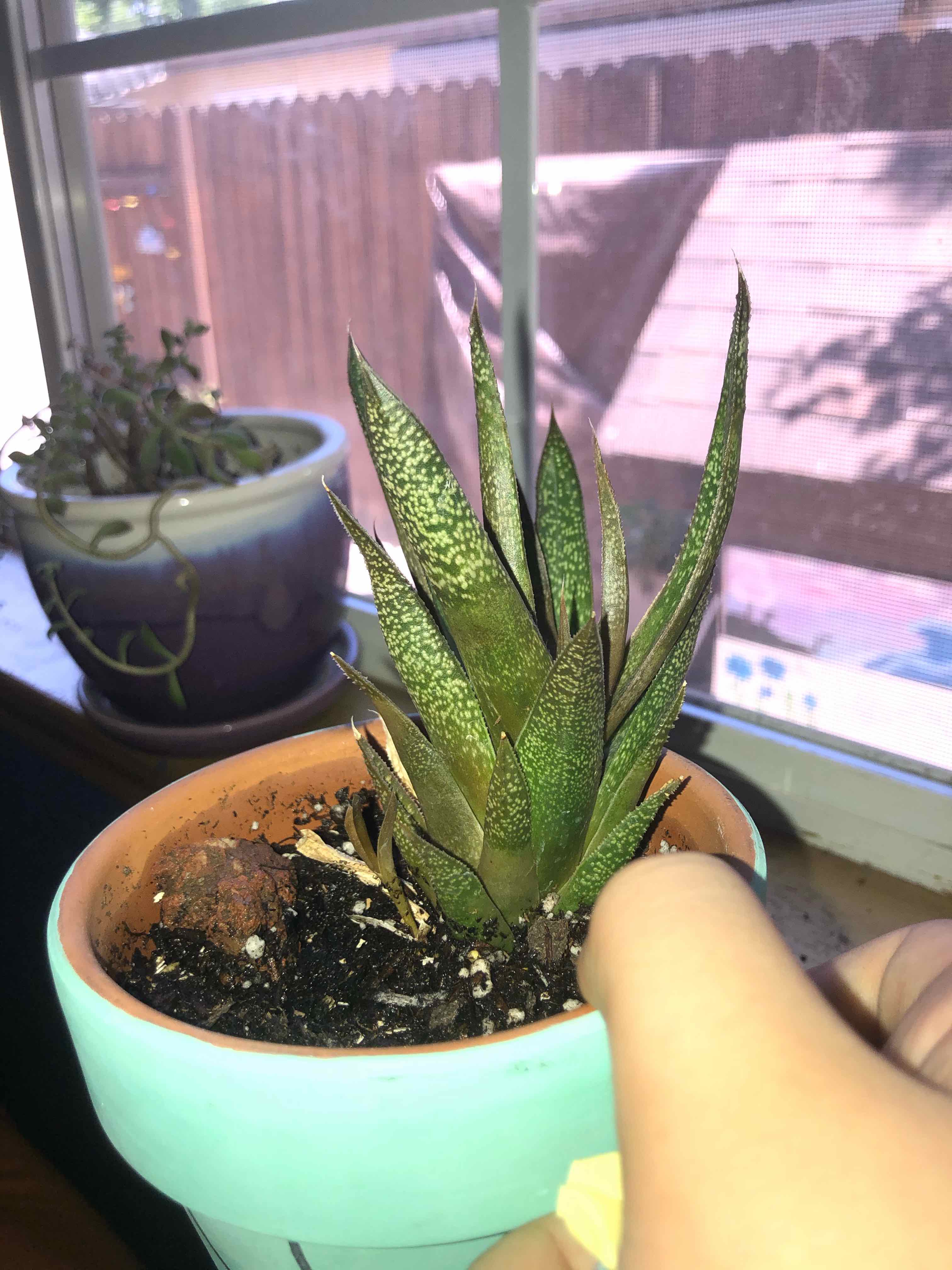 Bredasdorp Gasteria plant in a pot near a window, with visible soil and a hand holding the pot.