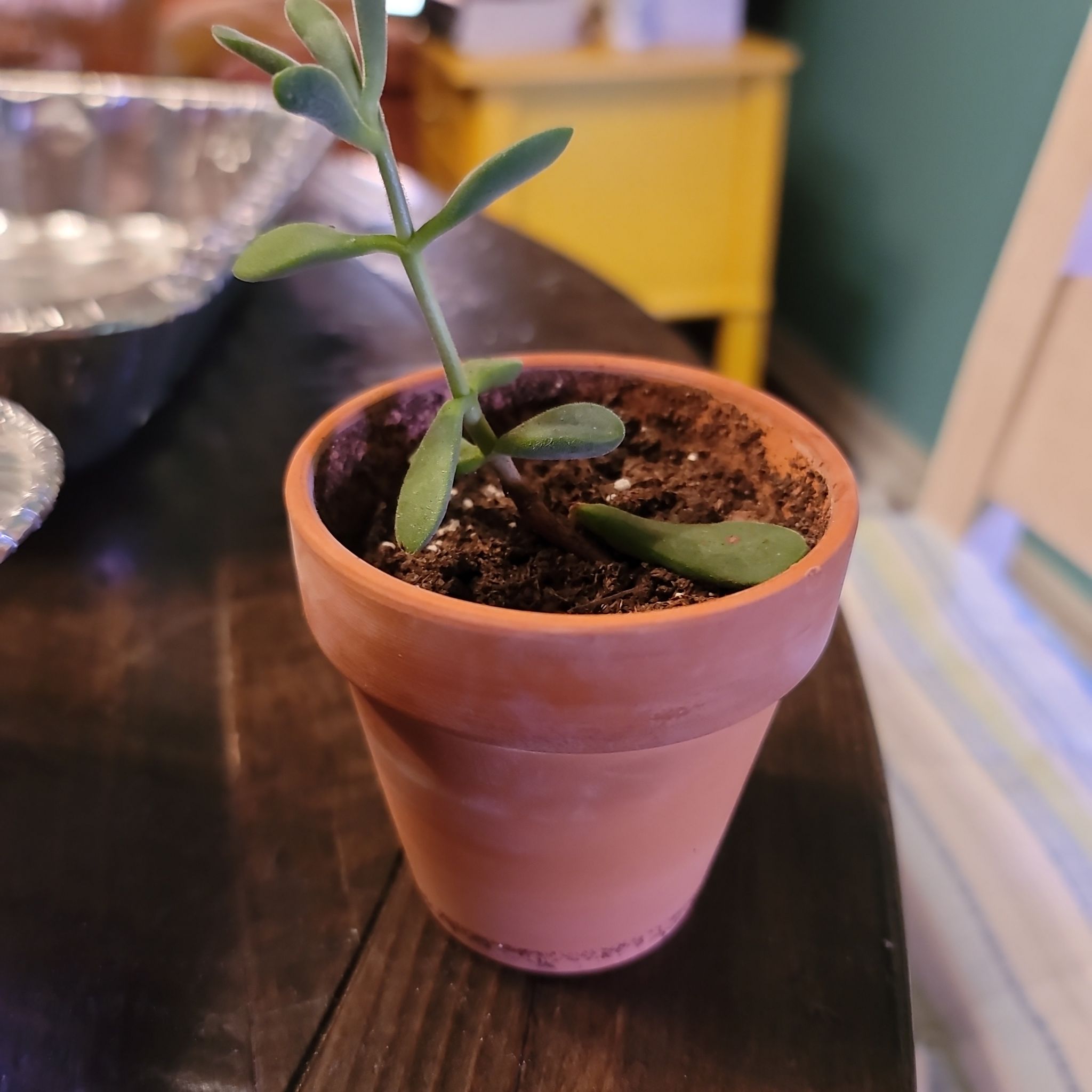 Crassula rogersii plant in a terracotta pot with visible soil and healthy green leaves.