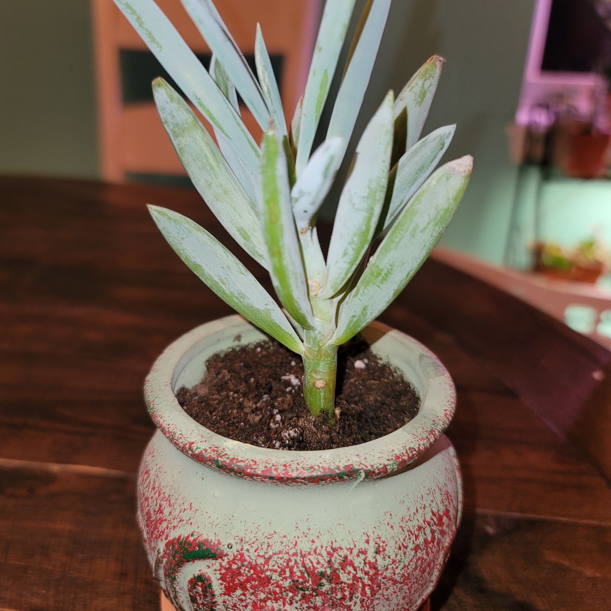 Skyscraper Senecio plant in a pot with some leaf browning and visible soil.
