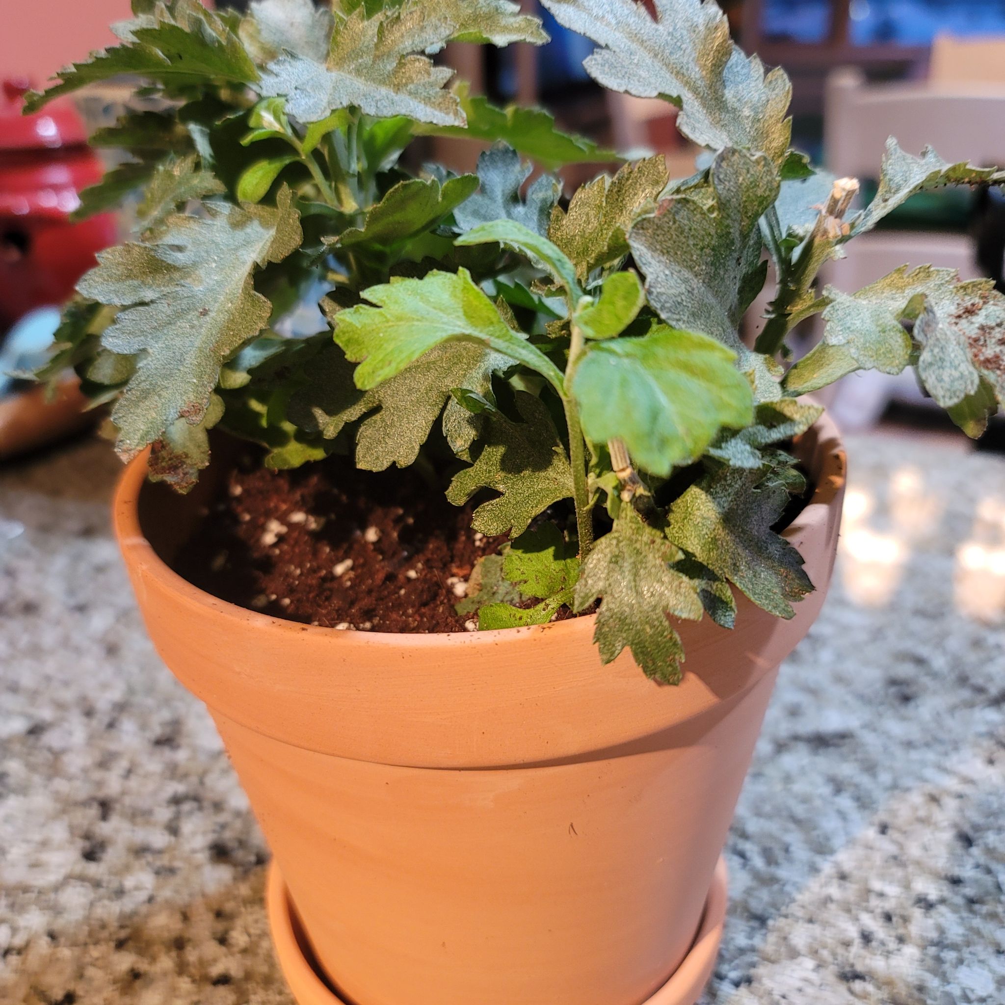 Chrysanthemum plant in a terracotta pot with green leaves and visible soil.