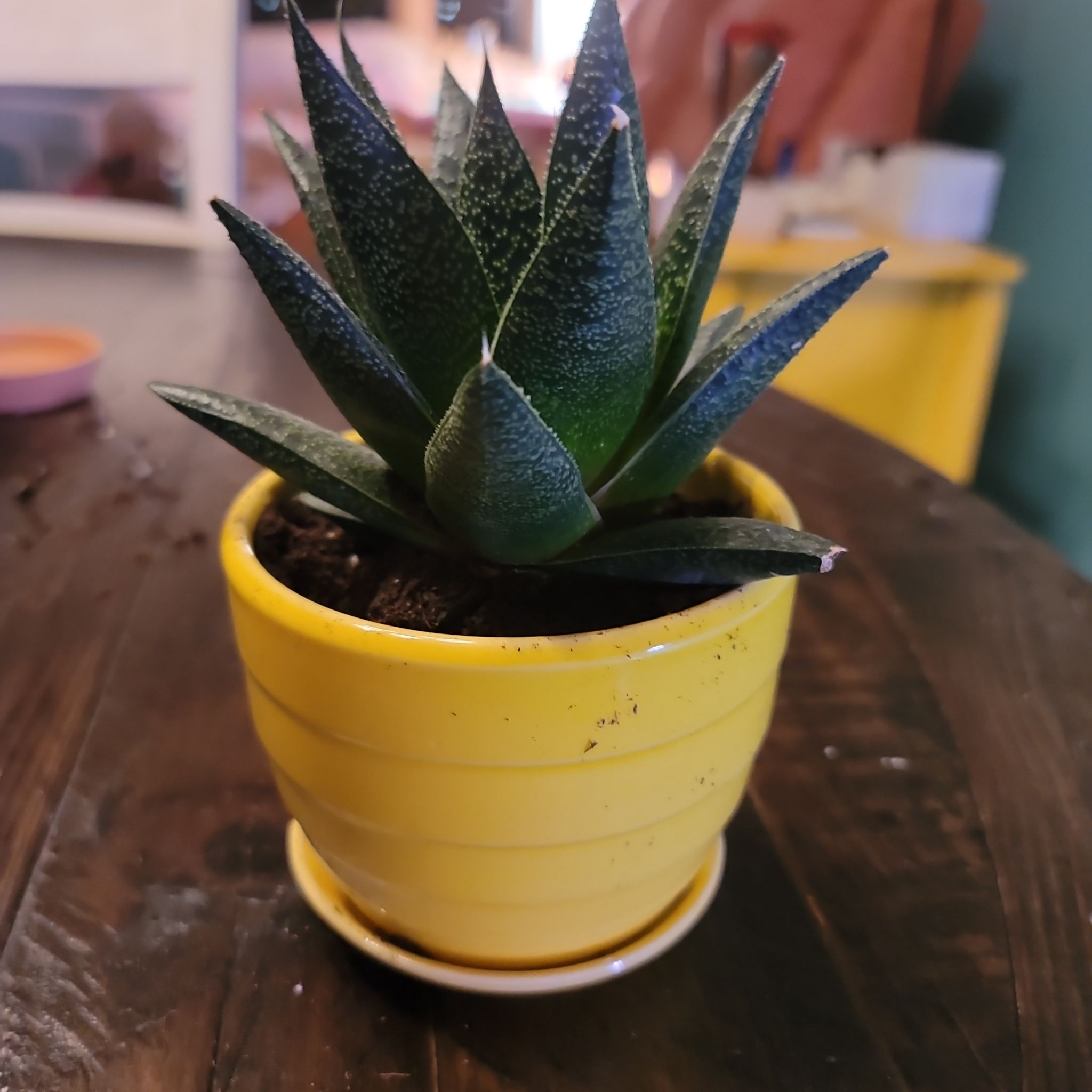 Gasteraloe 'Flow' plant in a yellow pot on a wooden table.