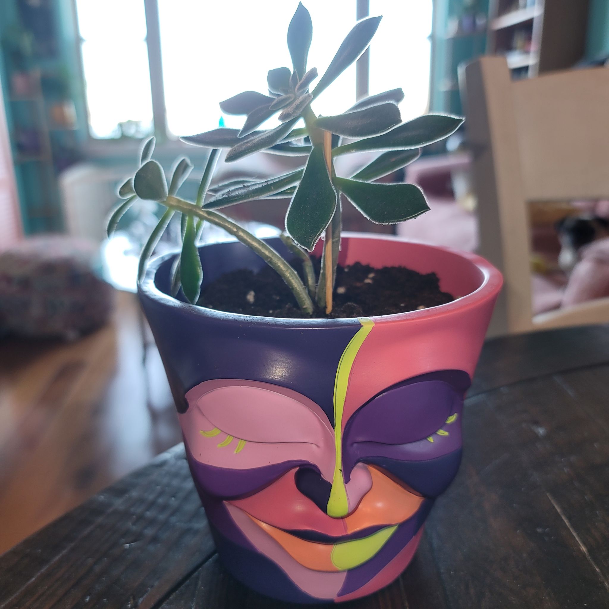 Photo of the plant species Echeveria 'Devotion' by @KeenCentro named Velvet on Greg, the plant care app