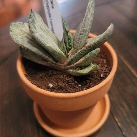 Photo of the plant species Frosty Gasteria by @KeenCentro named Sahara on Greg, the plant care app