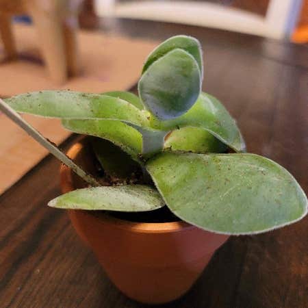 Photo of the plant species Crassula cotyledonis by @KeenCentro named Aristotle on Greg, the plant care app