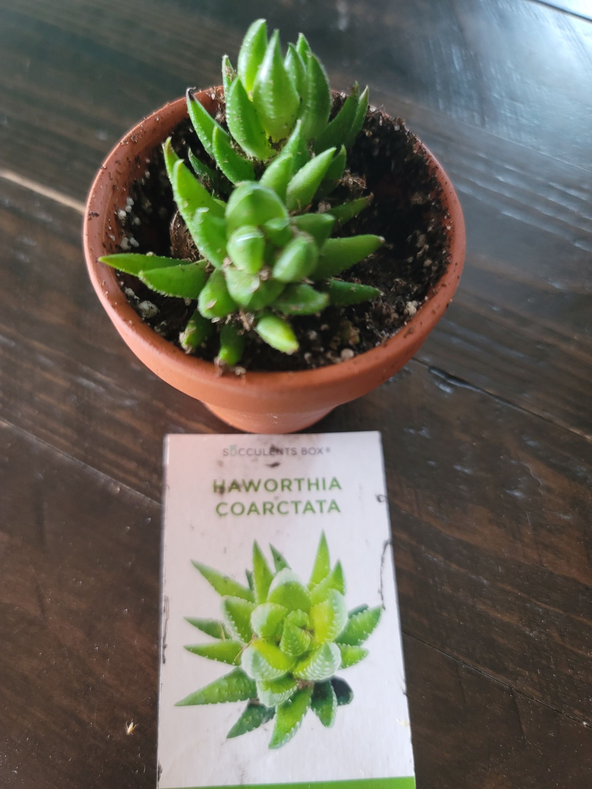 Photo of the plant species Crowded Haworthia by @KeenCentro named Marilyn on Greg, the plant care app