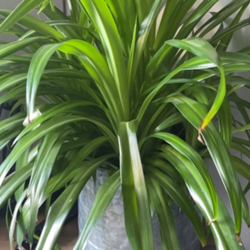 Photo of the plant species Beach Spiderlily by @WinsomeCapeweed named Paolo on Greg, the plant care app