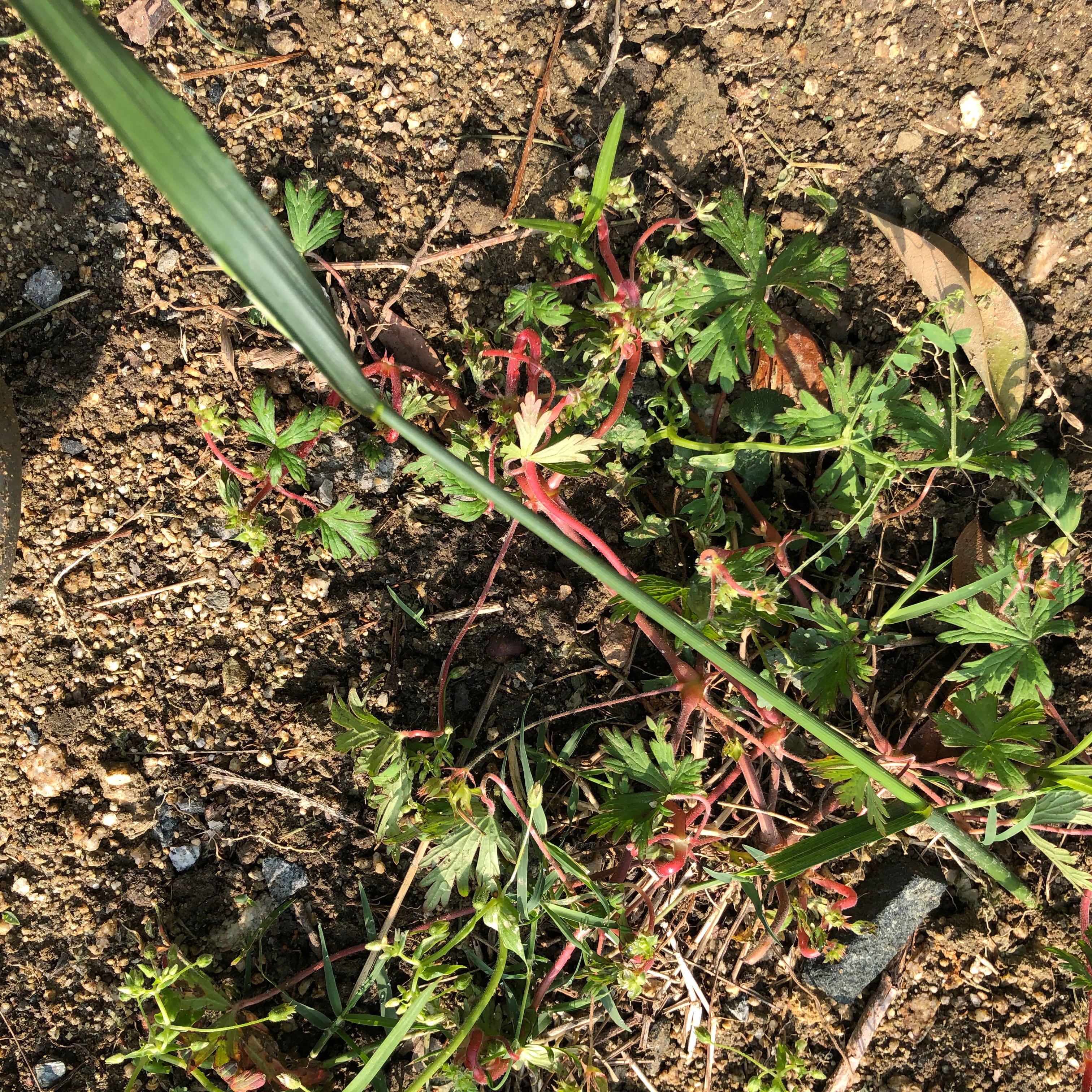 Photo of the plant species Longstalk Cranesbill by @CrispGreenpreac named Mando on Greg, the plant care app
