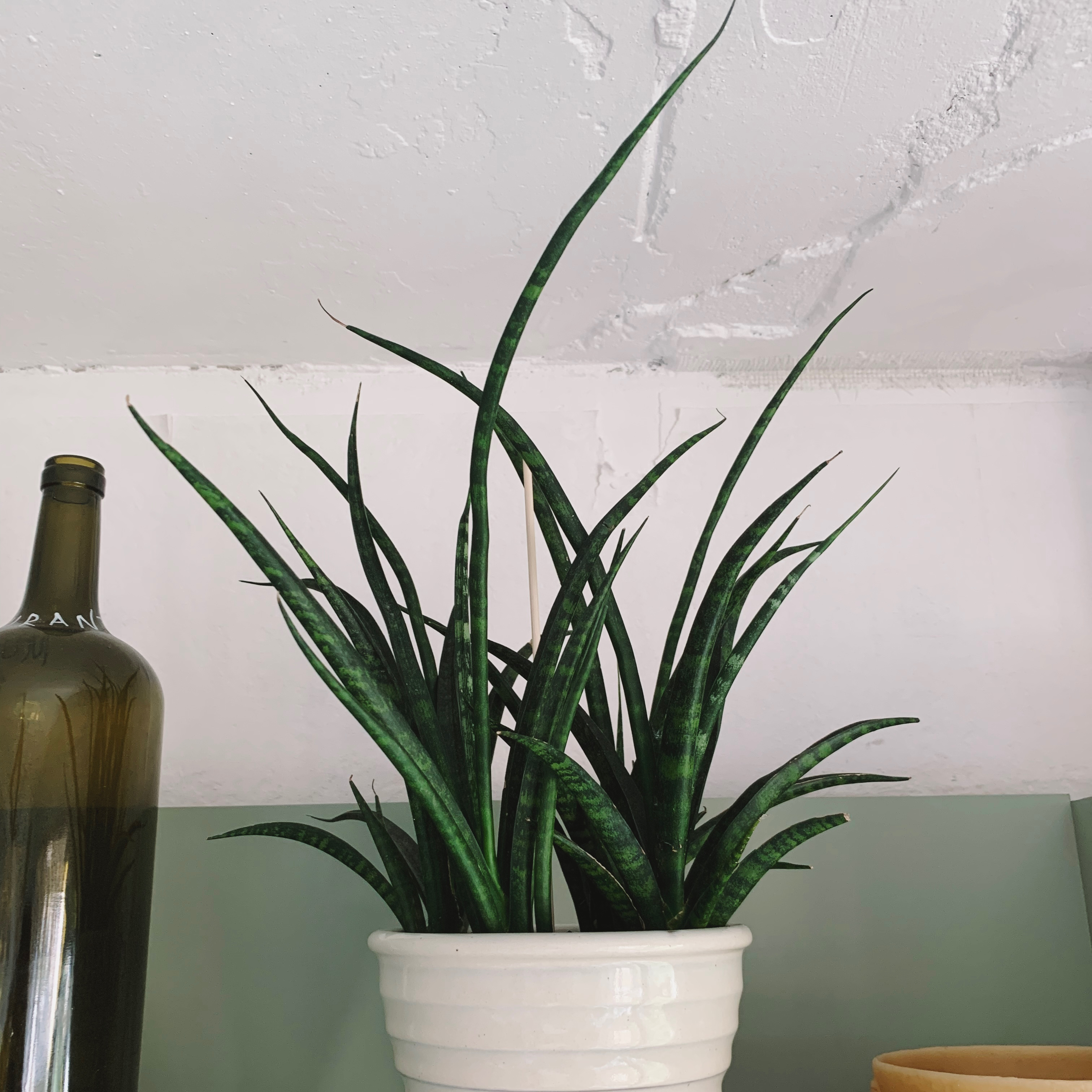 Photo of the plant species Dracaena 'Mikado' by @mickeyoneil named Drake on Greg, the plant care app