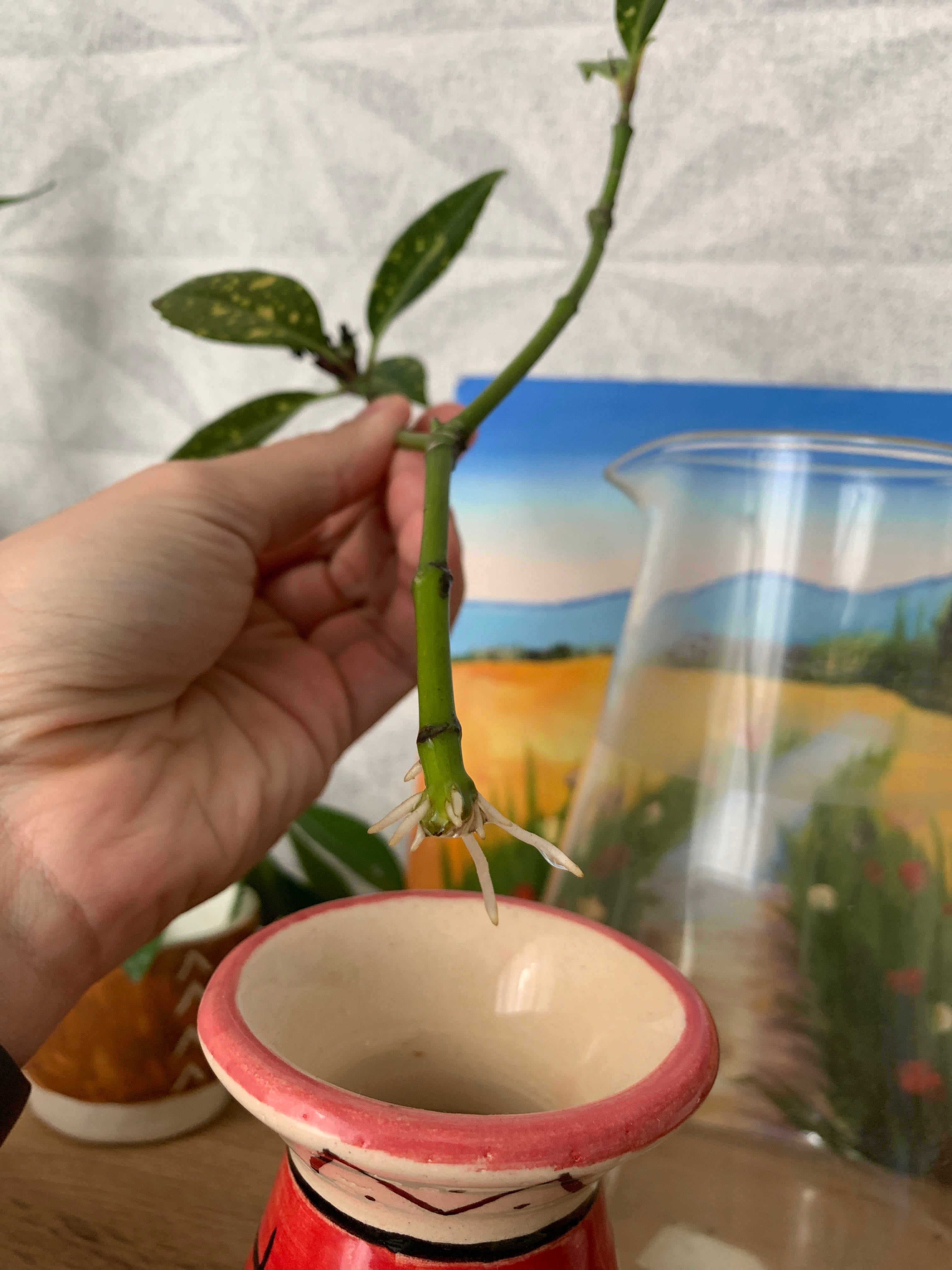 Aucuba 'Spring Gold' Plant Care Water, Light, Nutrients Greg App 🌱