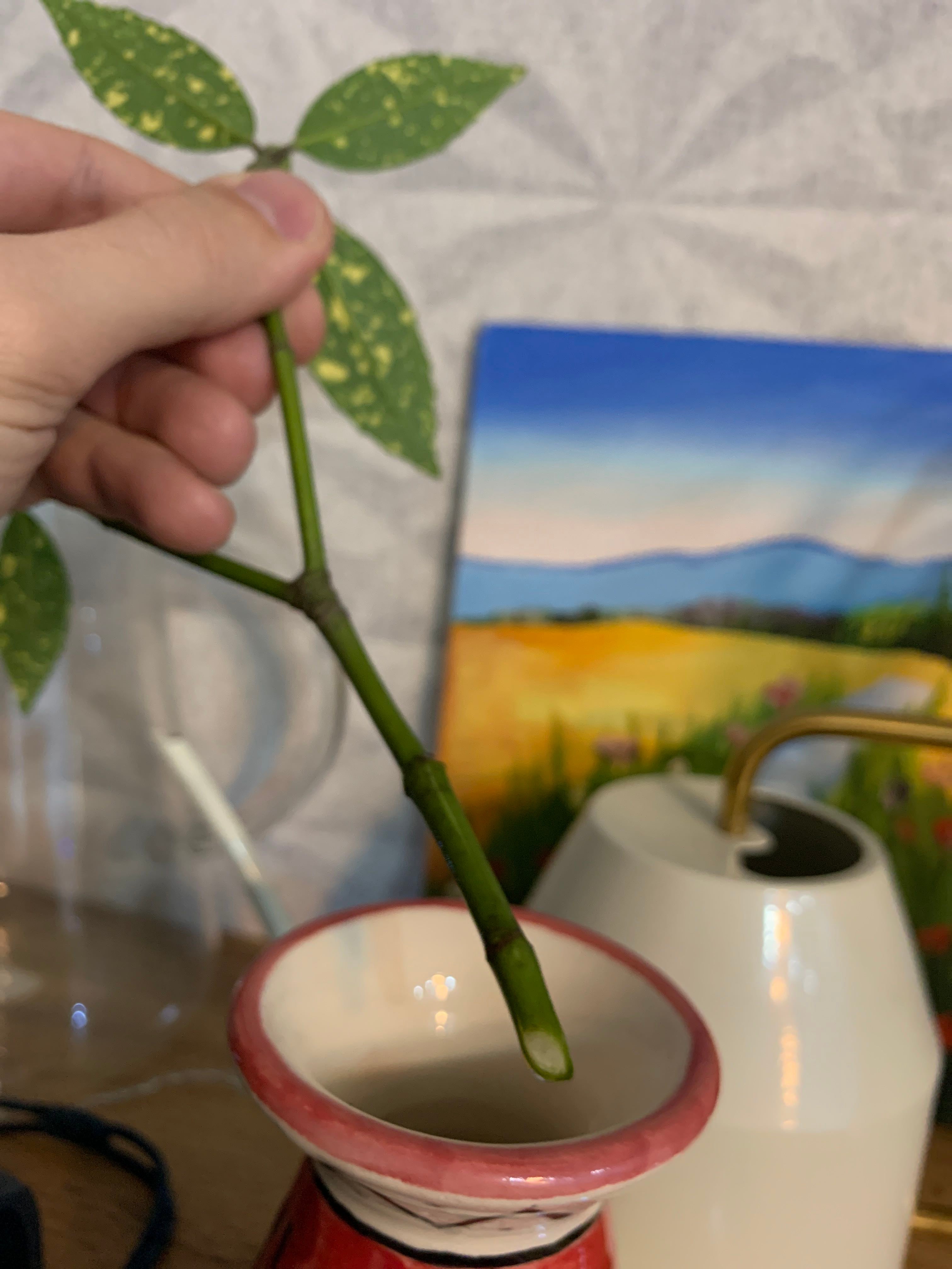 Aucuba 'Spring Gold' Plant Care Water, Light, Nutrients Greg App 🌱