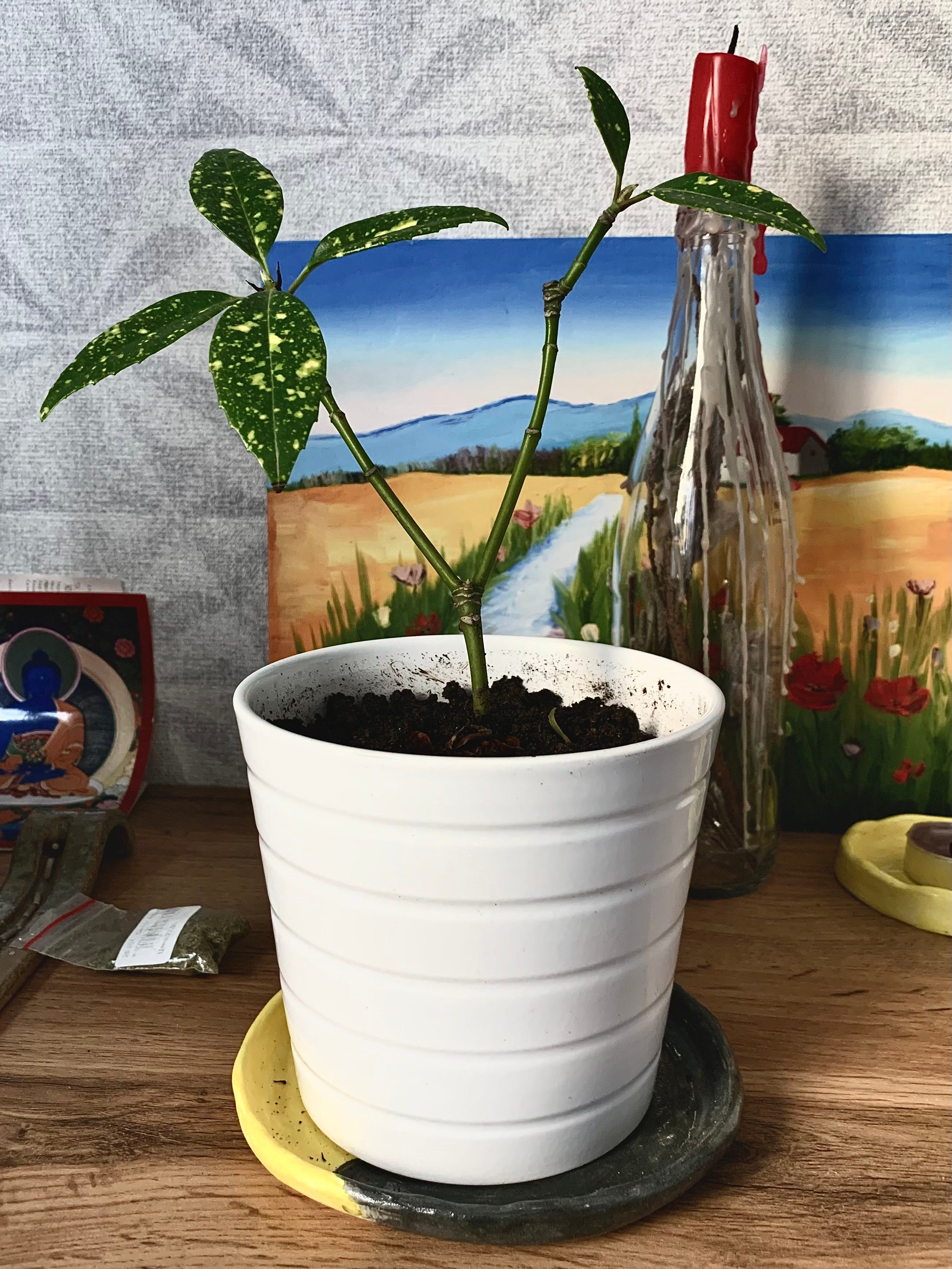 5 Perfect Pot Styles for Japanese Laurel 🪴