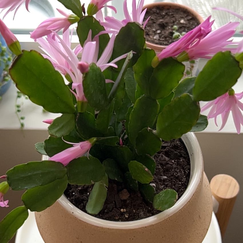 Healthy Easter Cactus with pink flowers and dark green leaves in a pot.