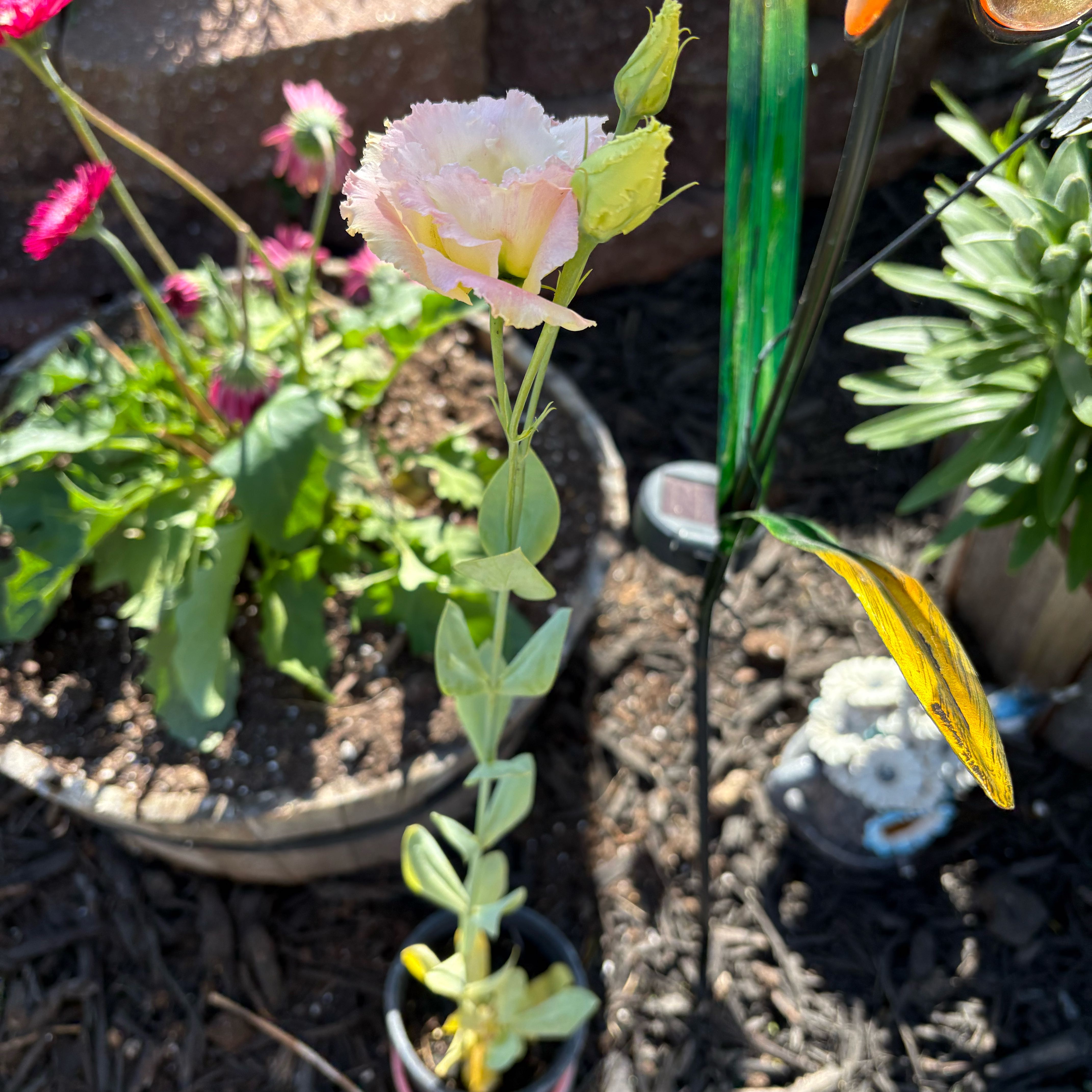 Photo of the plant species Lisianthus by @emilyjoann03 named Treeyoncé on Greg, the plant care app